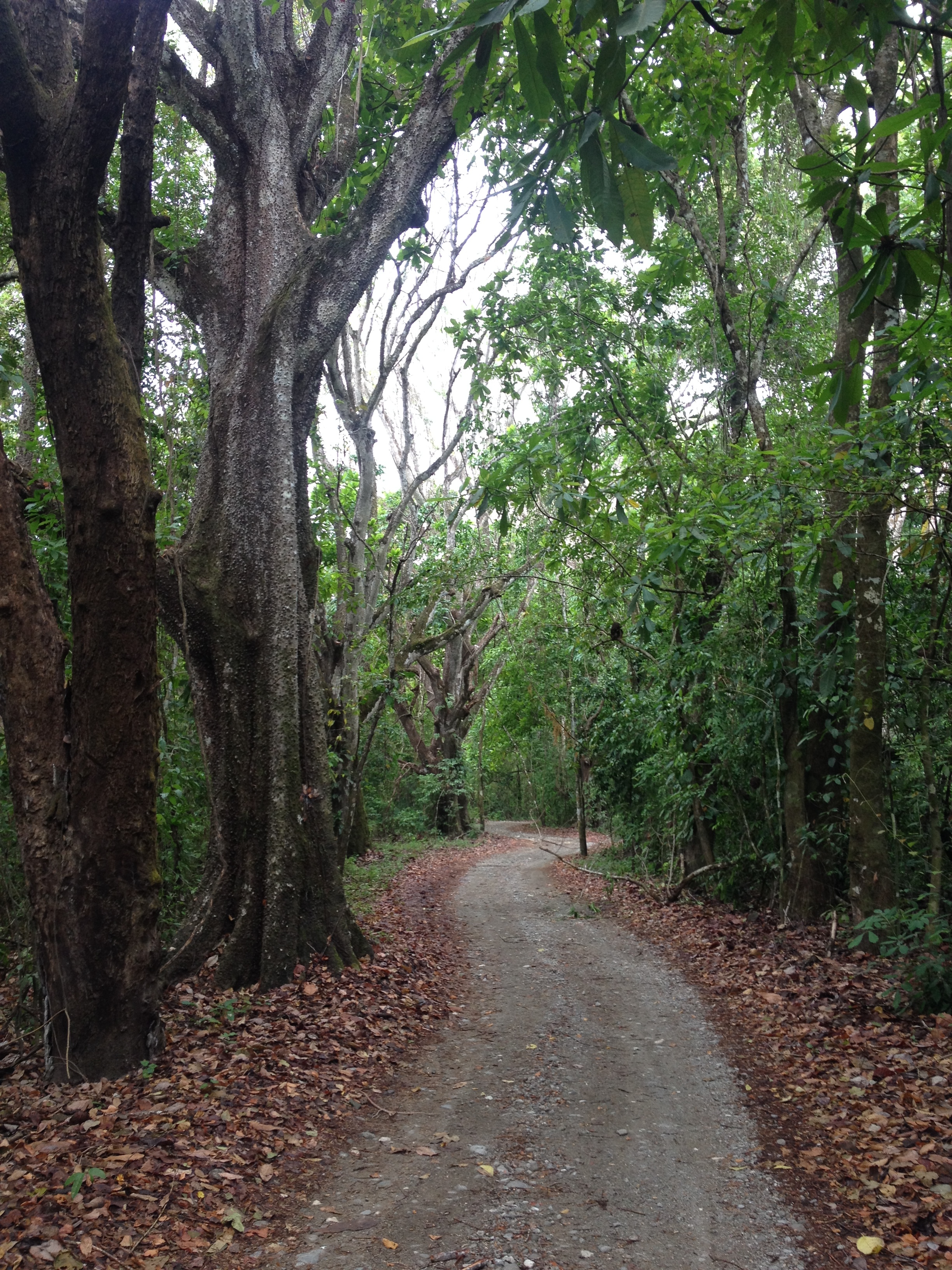 Picture Costa Rica Montezuma 2015-03 303 - Tour Montezuma