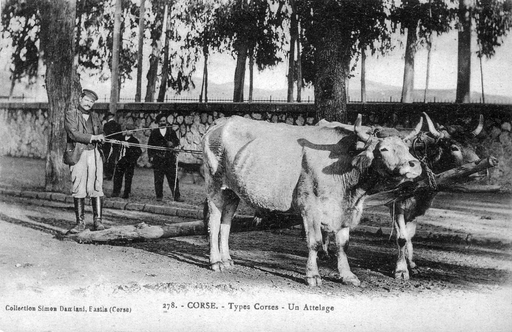 Picture France Corsica Old Postcards 1900-01 6 - Journey Old Postcards