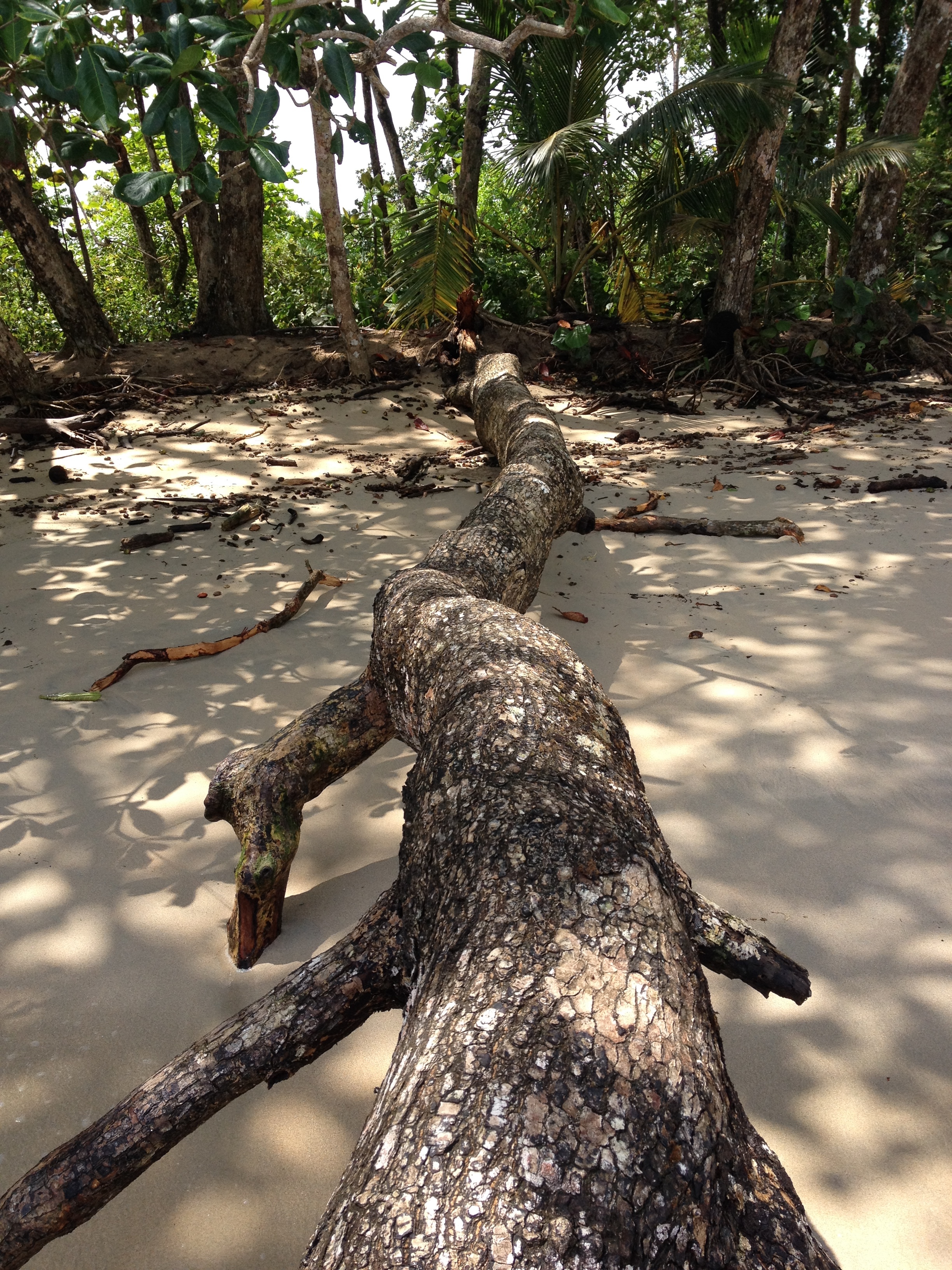 Picture Costa Rica Cahuita 2015-03 94 - Around Cahuita