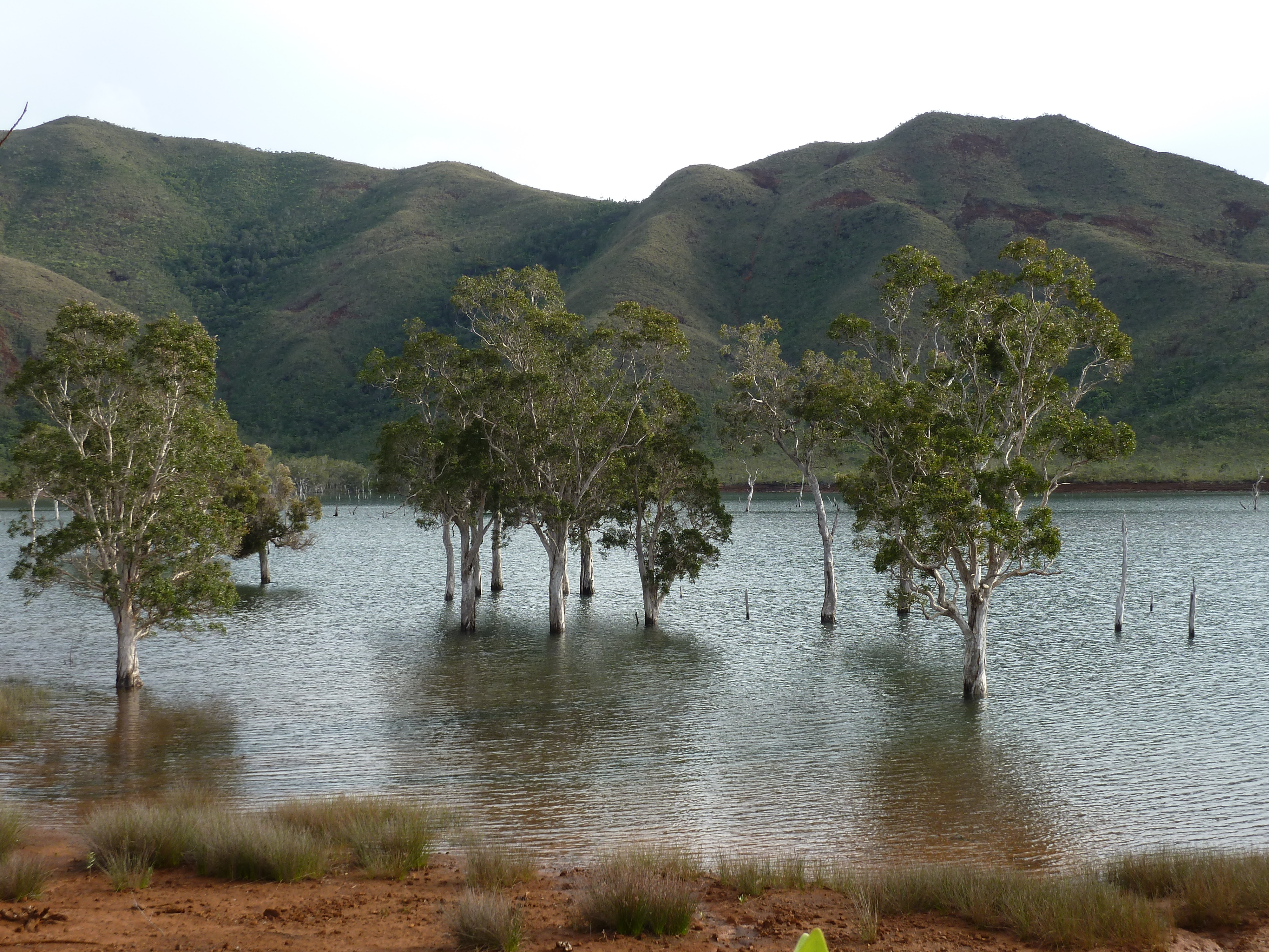 Picture New Caledonia Parc de la Riviere Bleue 2010-05 73 - Tours Parc de la Riviere Bleue