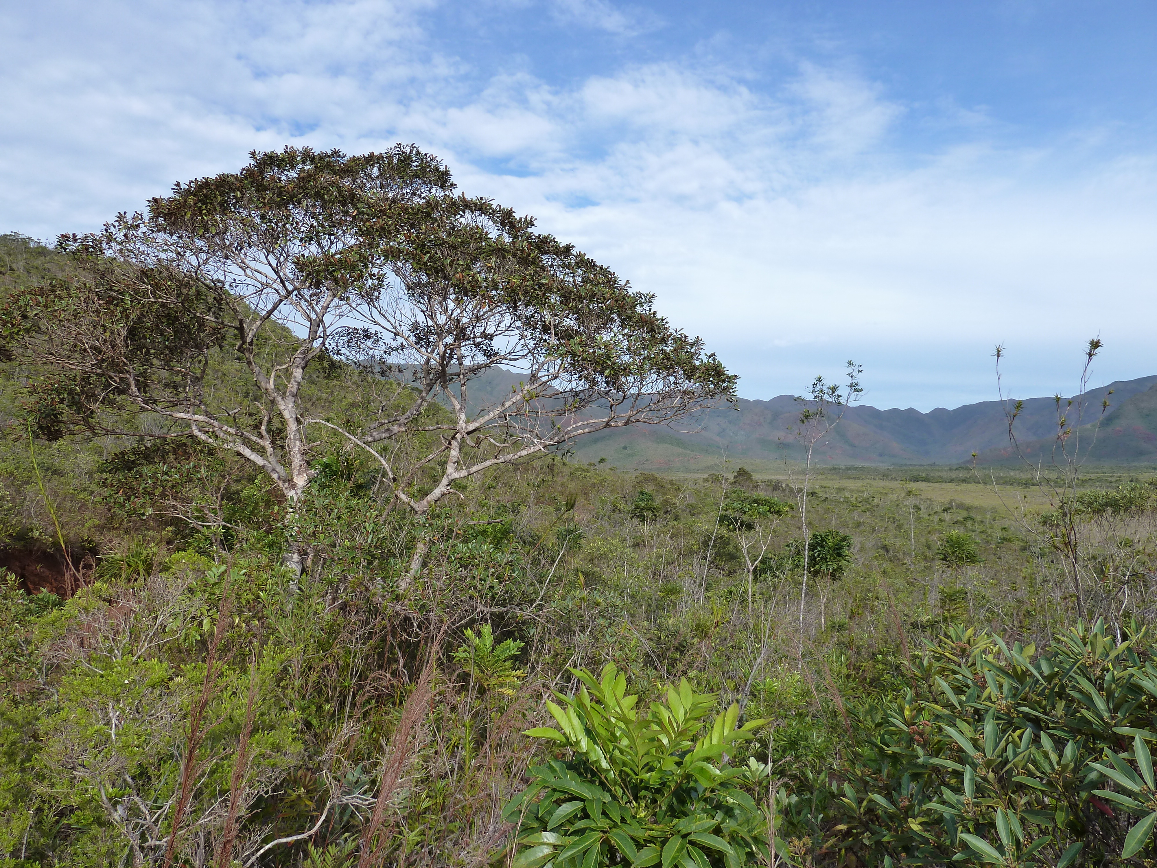 Picture New Caledonia Parc de la Riviere Bleue 2010-05 116 - History Parc de la Riviere Bleue