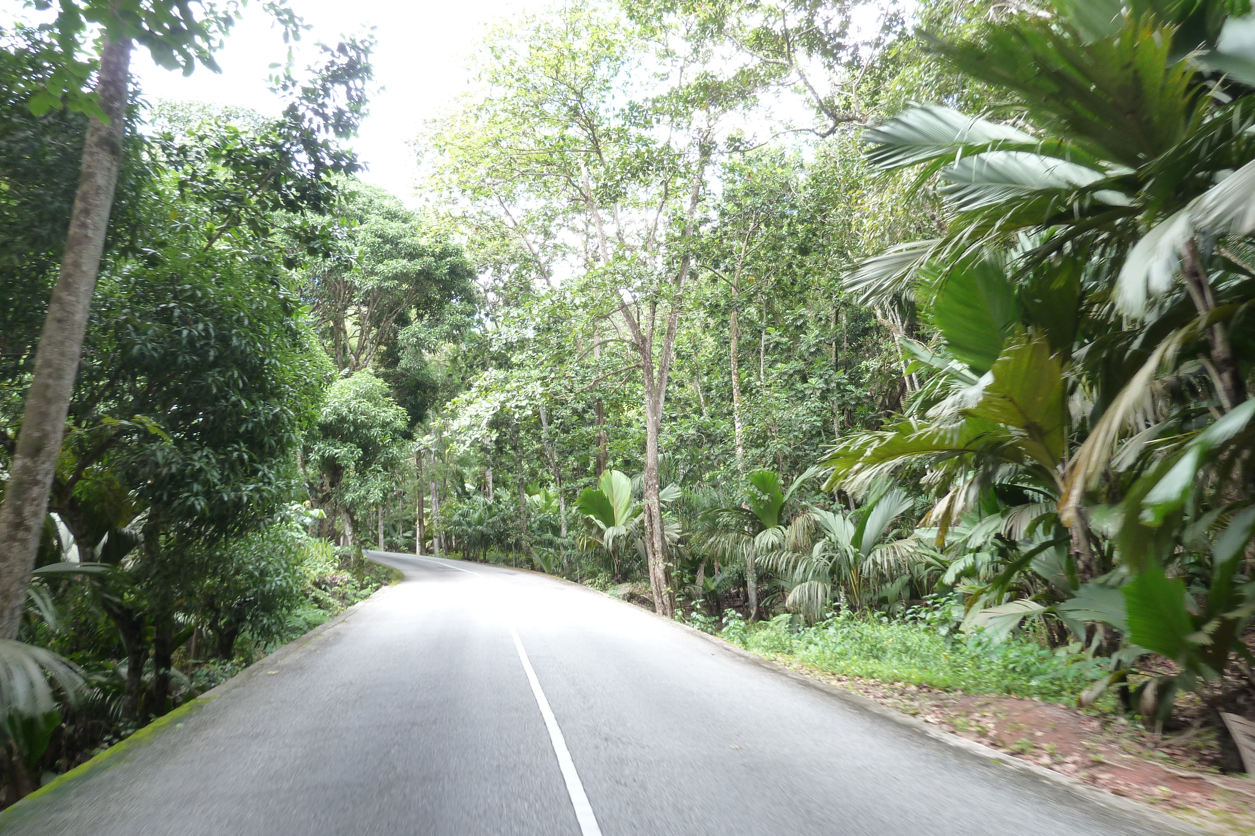 Picture Seychelles Vallee de Mai 2011-10 56 - Journey Vallee de Mai