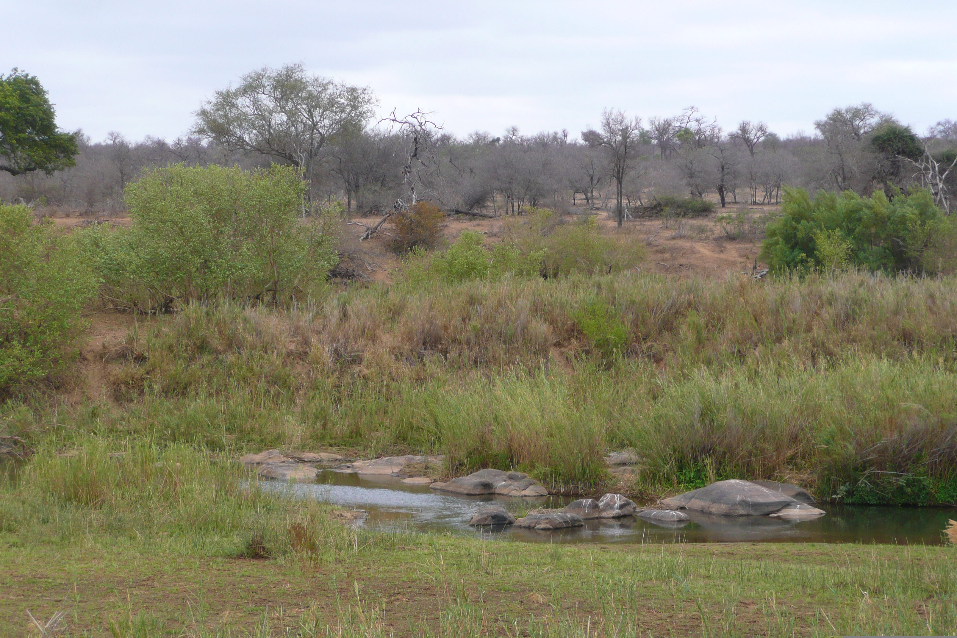 Picture South Africa Kruger National Park Sable River 2008-09 26 - Around Sable River