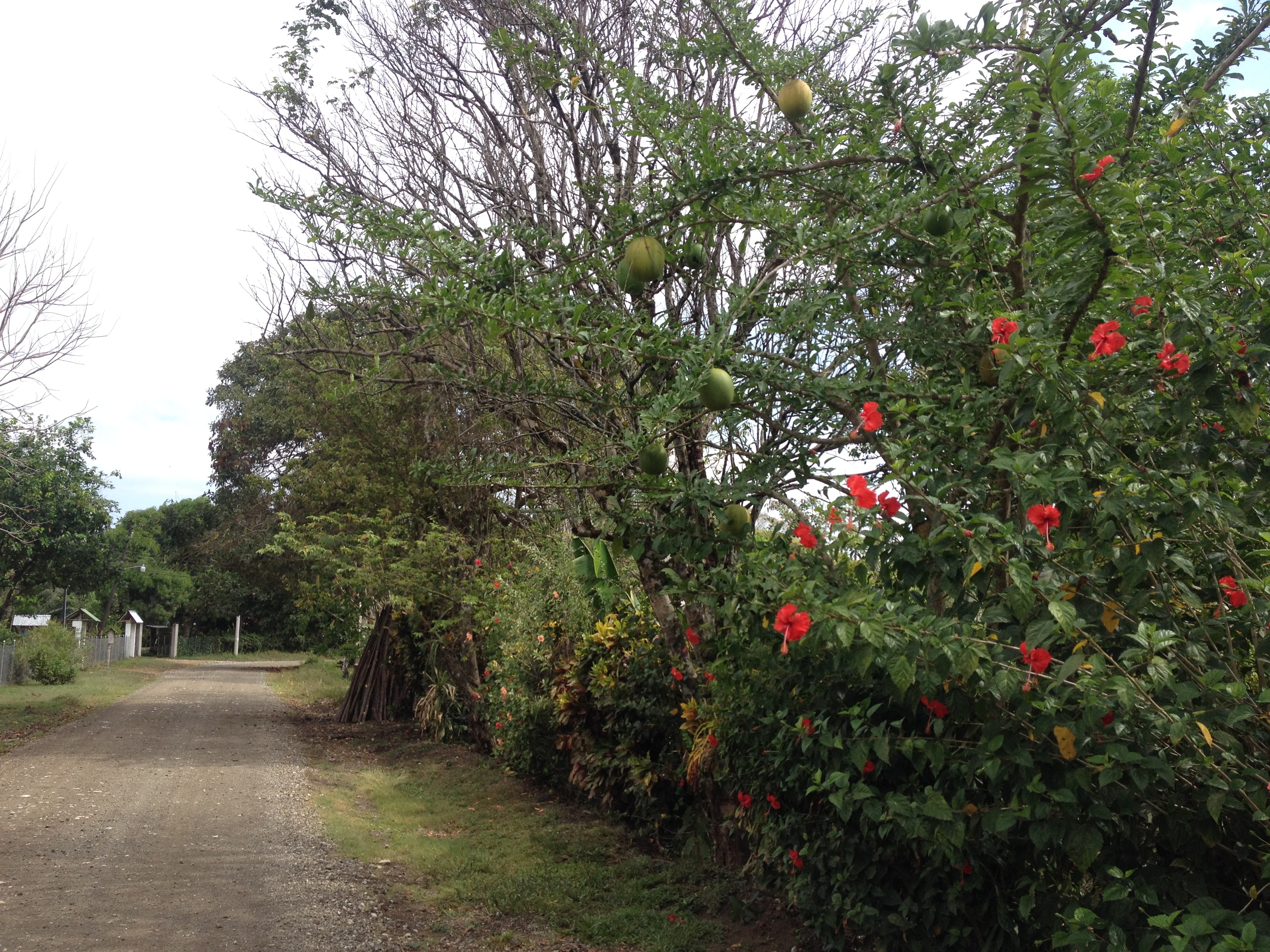 Picture Costa Rica Montezuma 2015-03 294 - History Montezuma