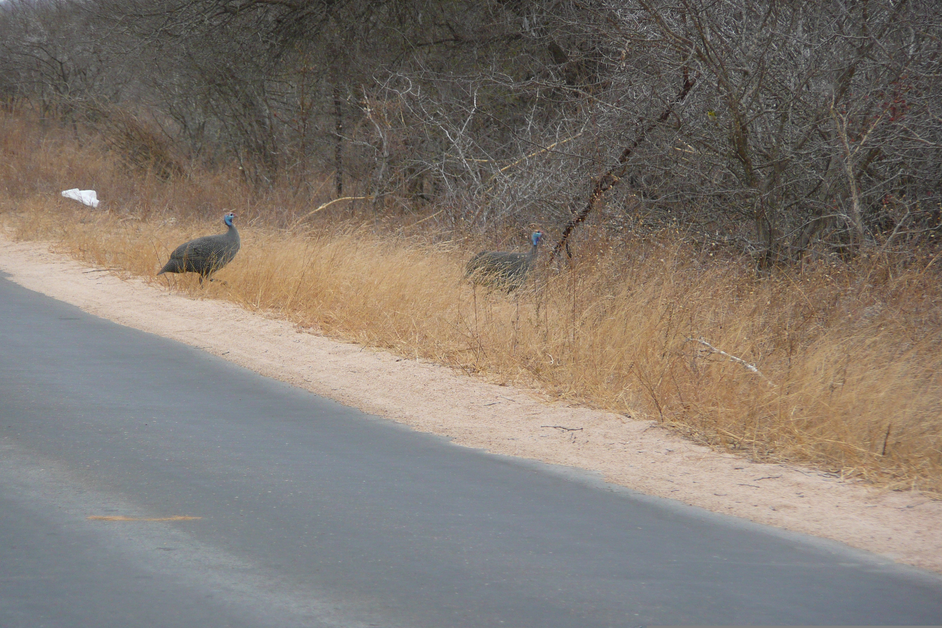 Picture South Africa Kruger National Park Sable River 2008-09 29 - Tours Sable River