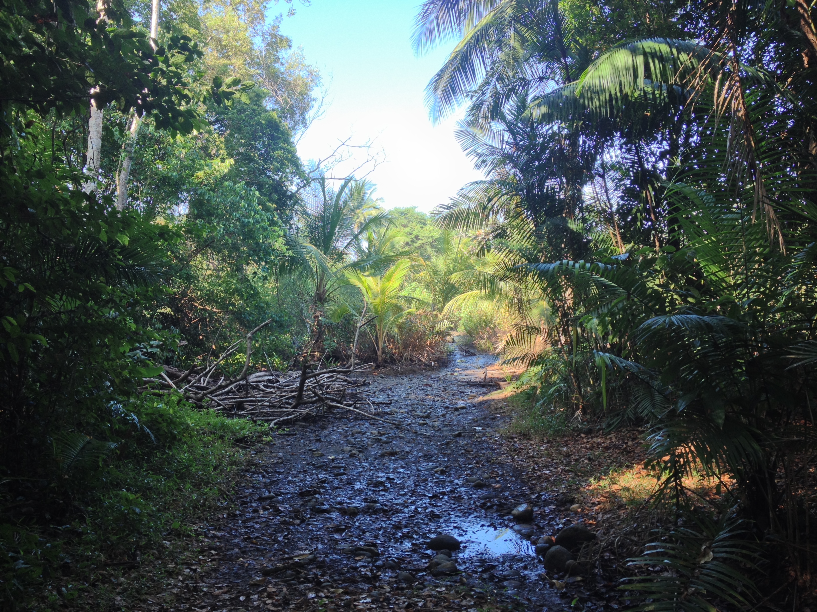 Picture Costa Rica Uvita 2015-03 9 - Journey Uvita