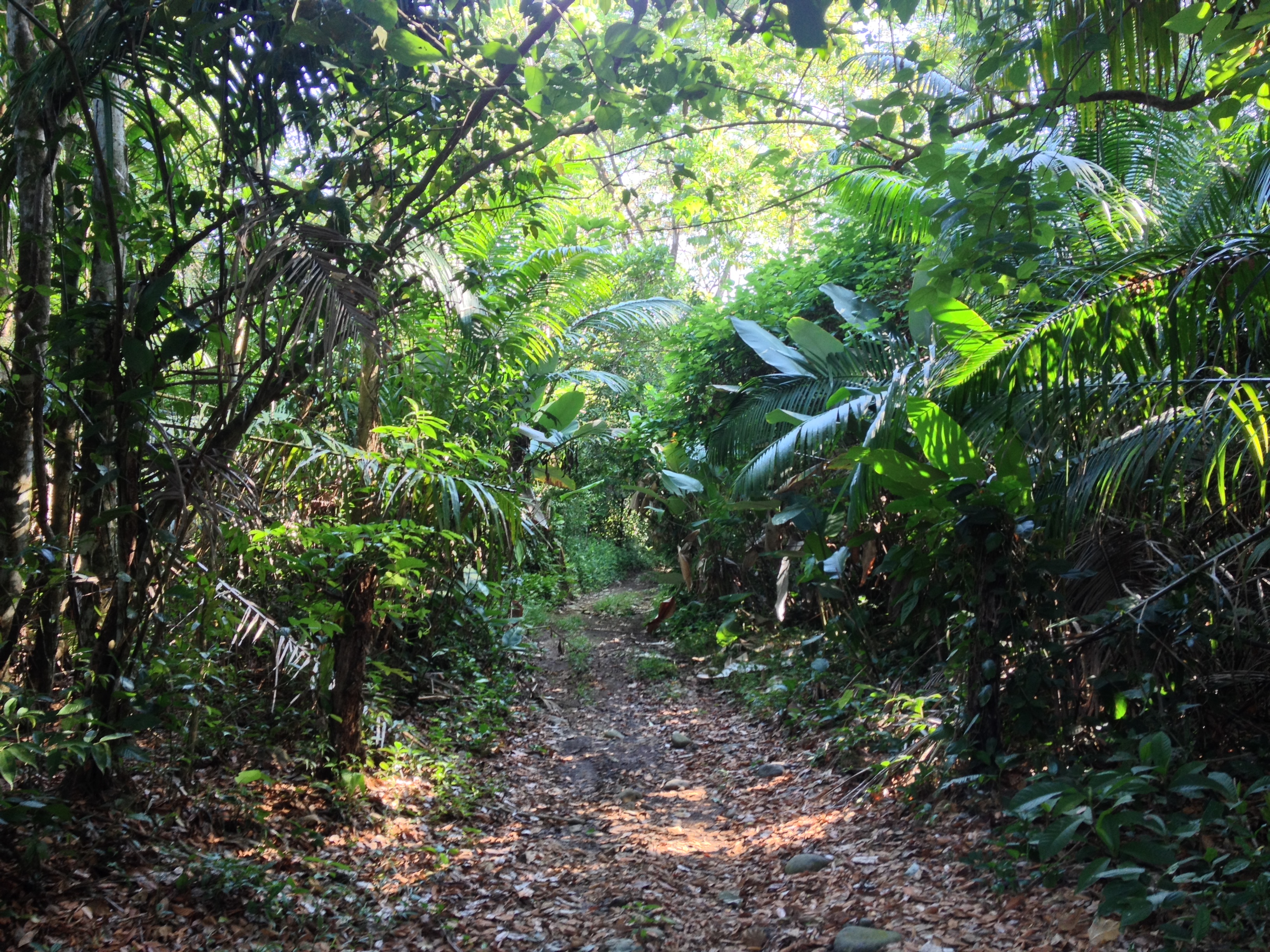 Picture Costa Rica Uvita 2015-03 6 - Tours Uvita