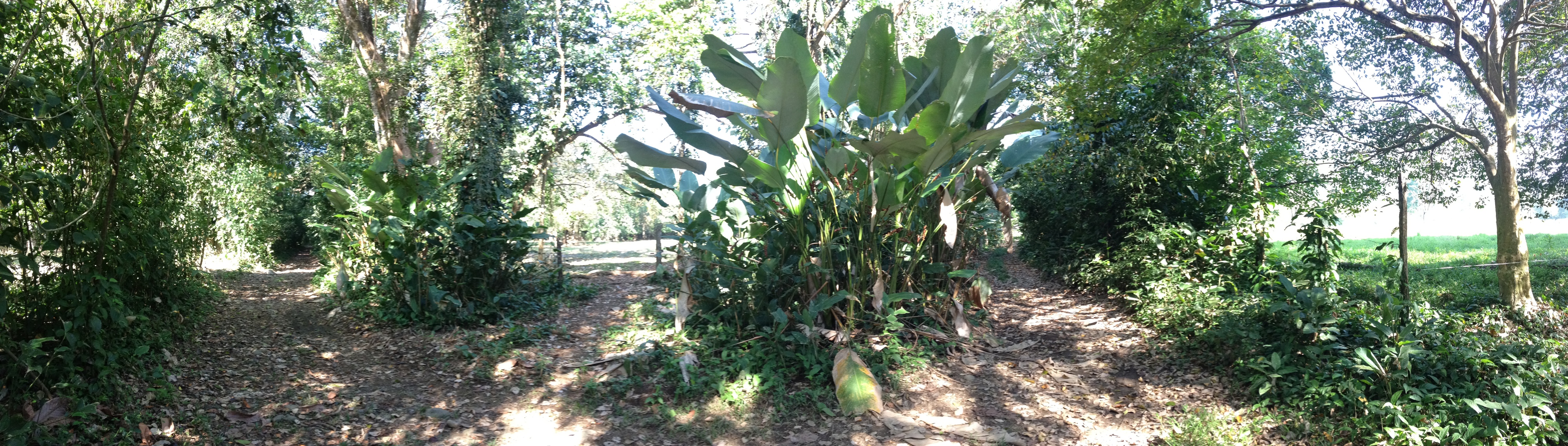 Picture Costa Rica Uvita 2015-03 97 - Tours Uvita