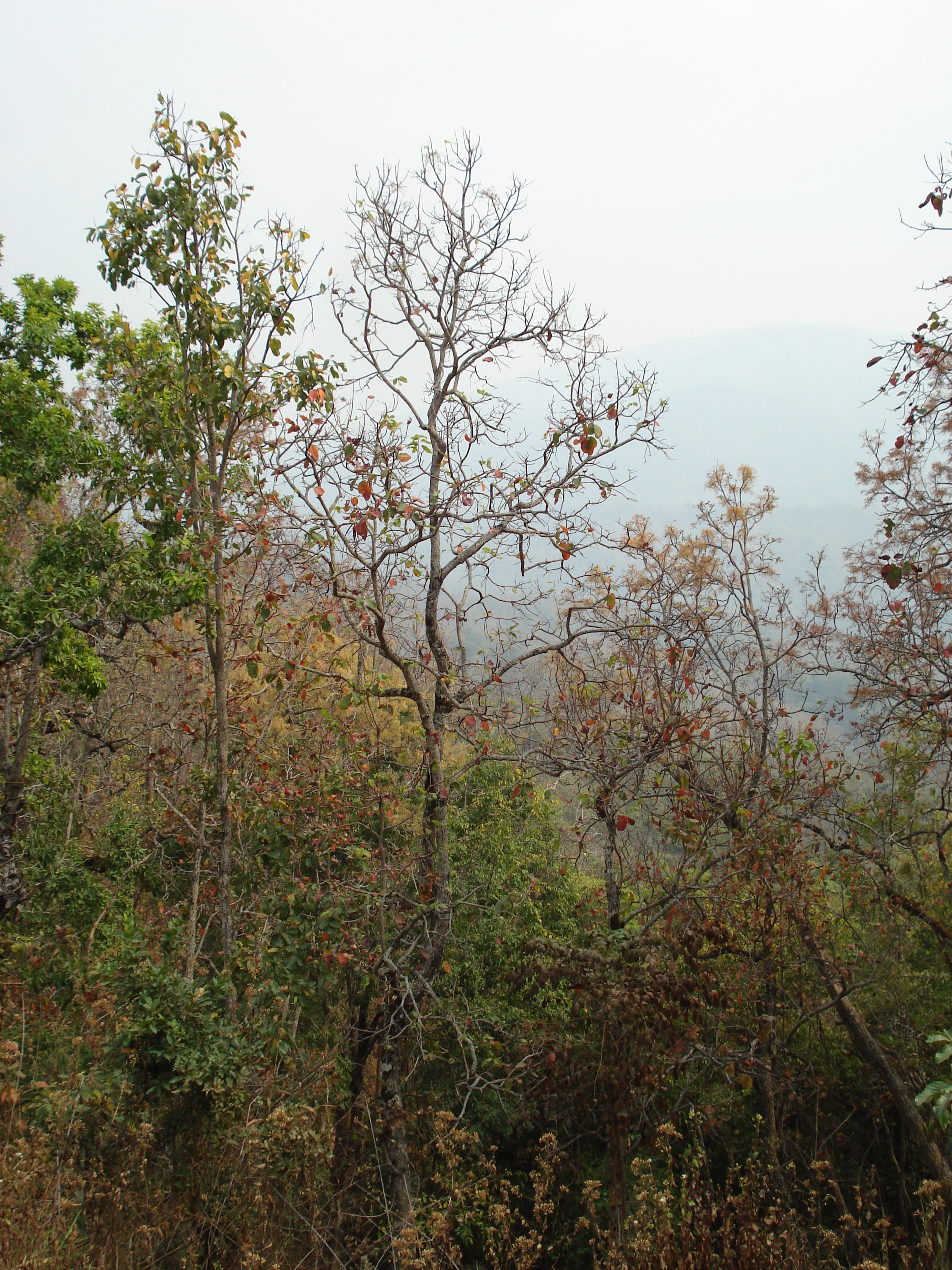 Picture Thailand Chiang Mai to Pai road 2007-02 34 - History Chiang Mai to Pai road