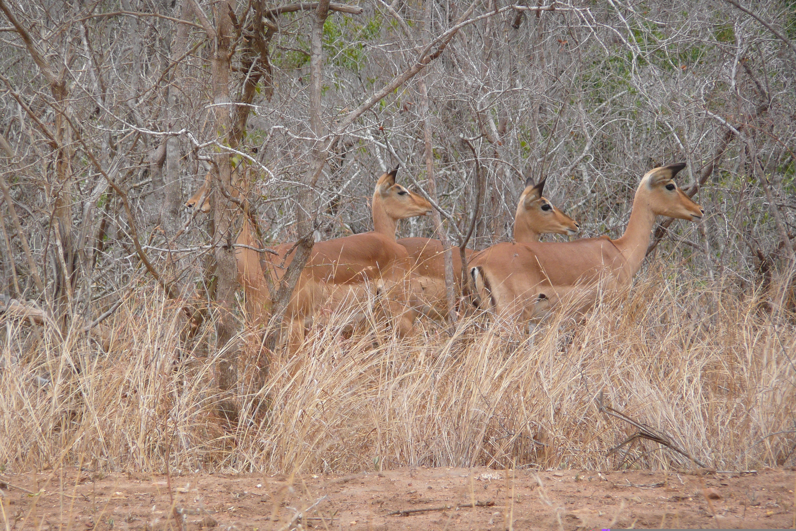 Picture South Africa Kruger National Park 2008-09 152 - Discovery Kruger National Park