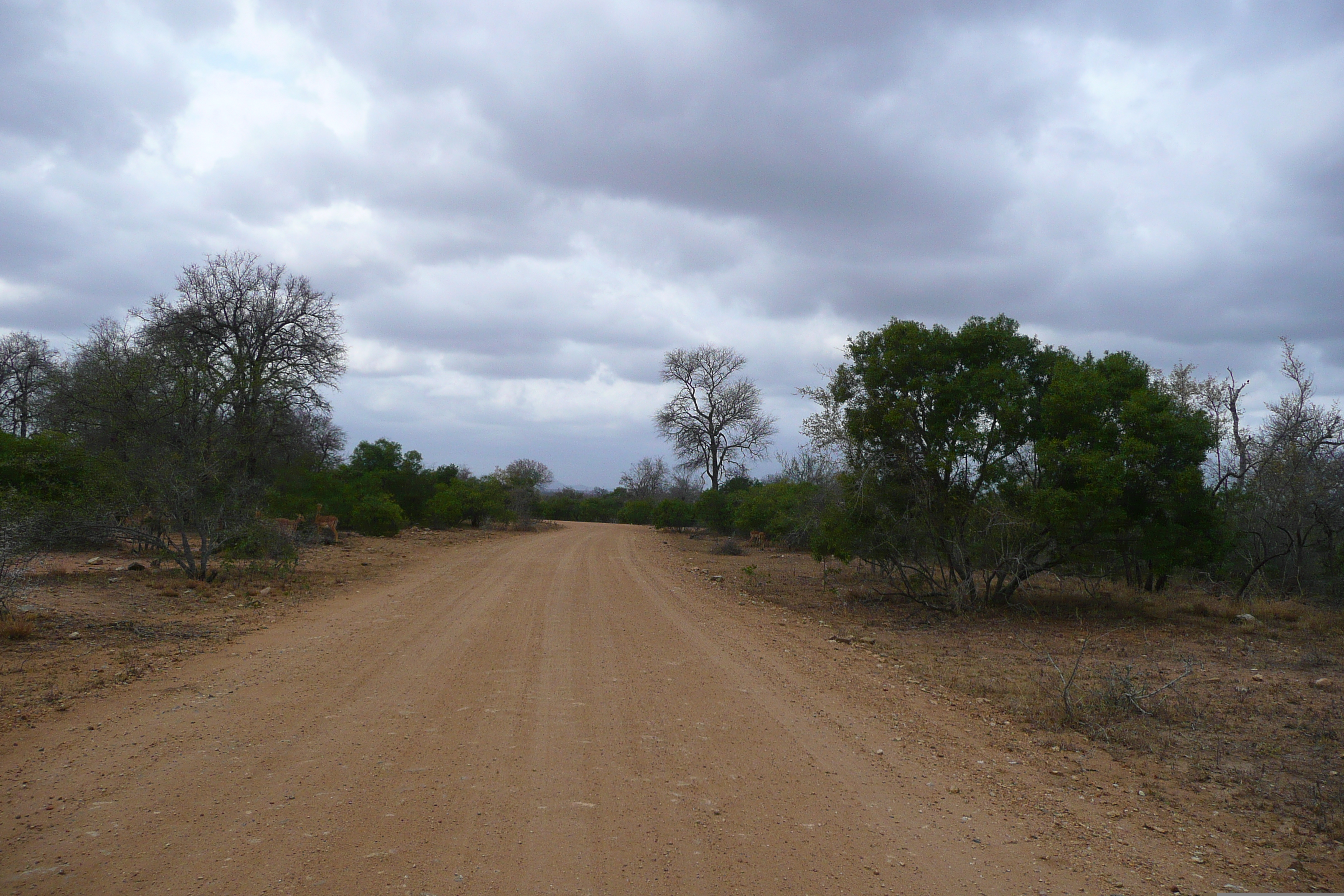 Picture South Africa Kruger National Park 2008-09 144 - Discovery Kruger National Park