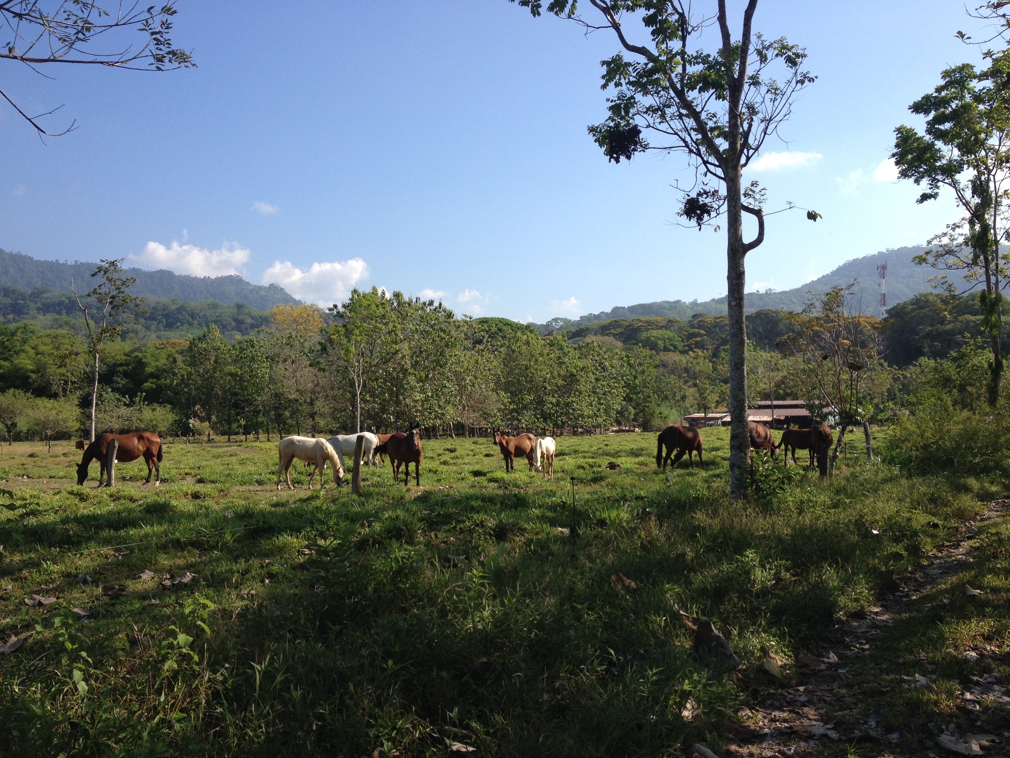 Picture Costa Rica Uvita 2015-03 13 - Tours Uvita