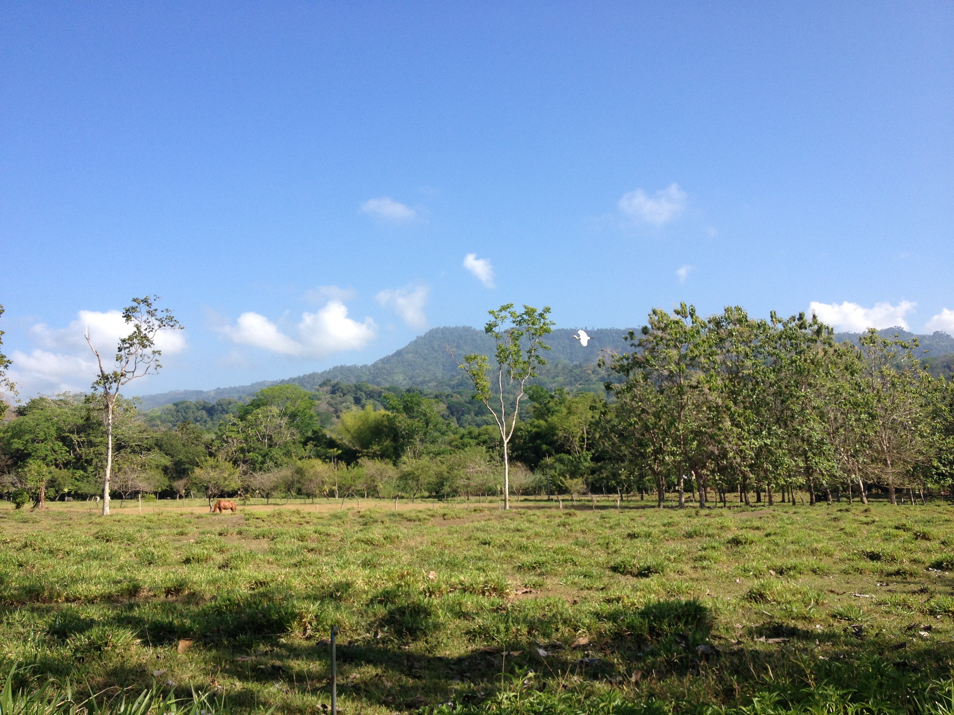 Picture Costa Rica Uvita 2015-03 18 - Tours Uvita