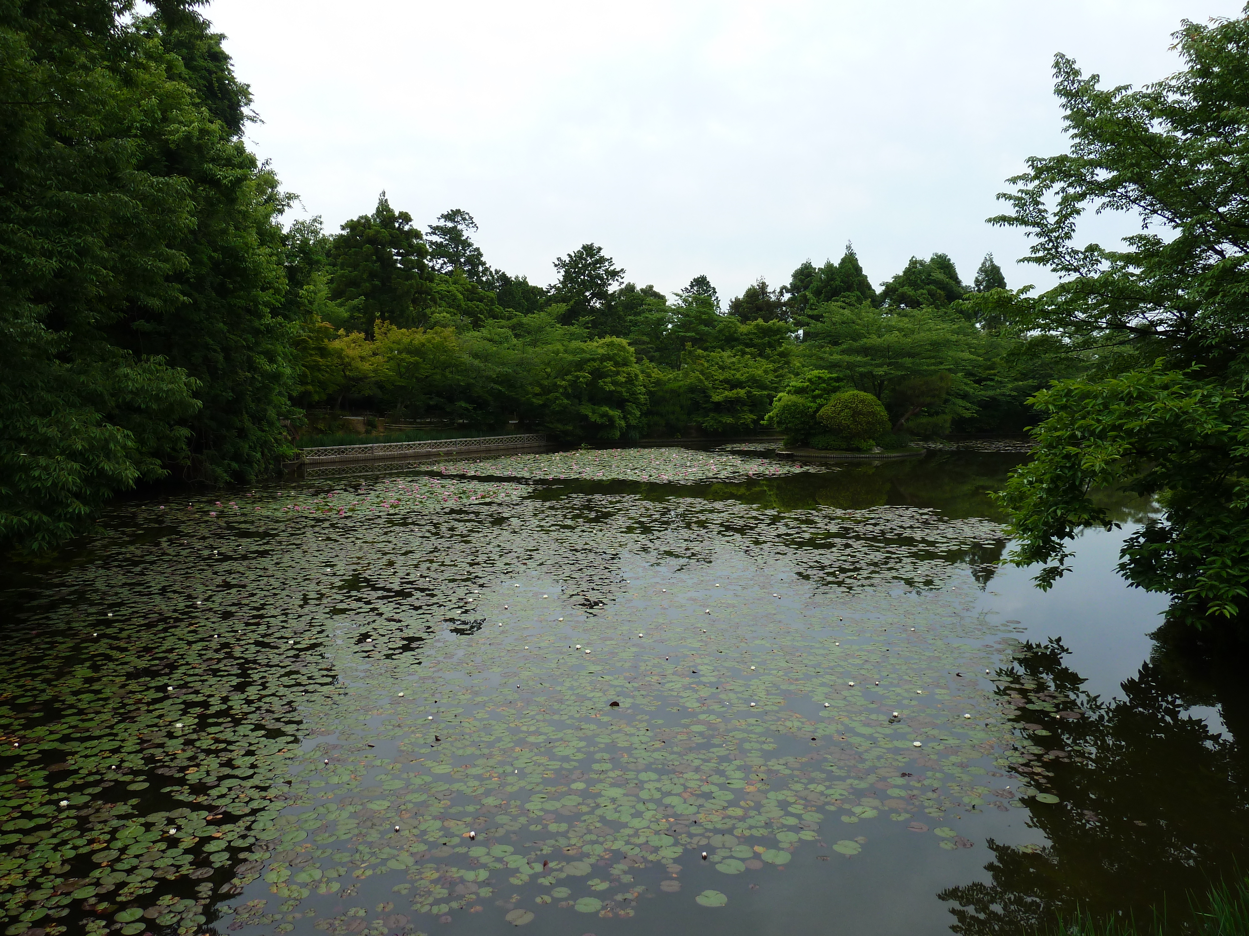 Picture Japan Kyoto Ryoanji Temple 2010-06 17 - Tour Ryoanji Temple