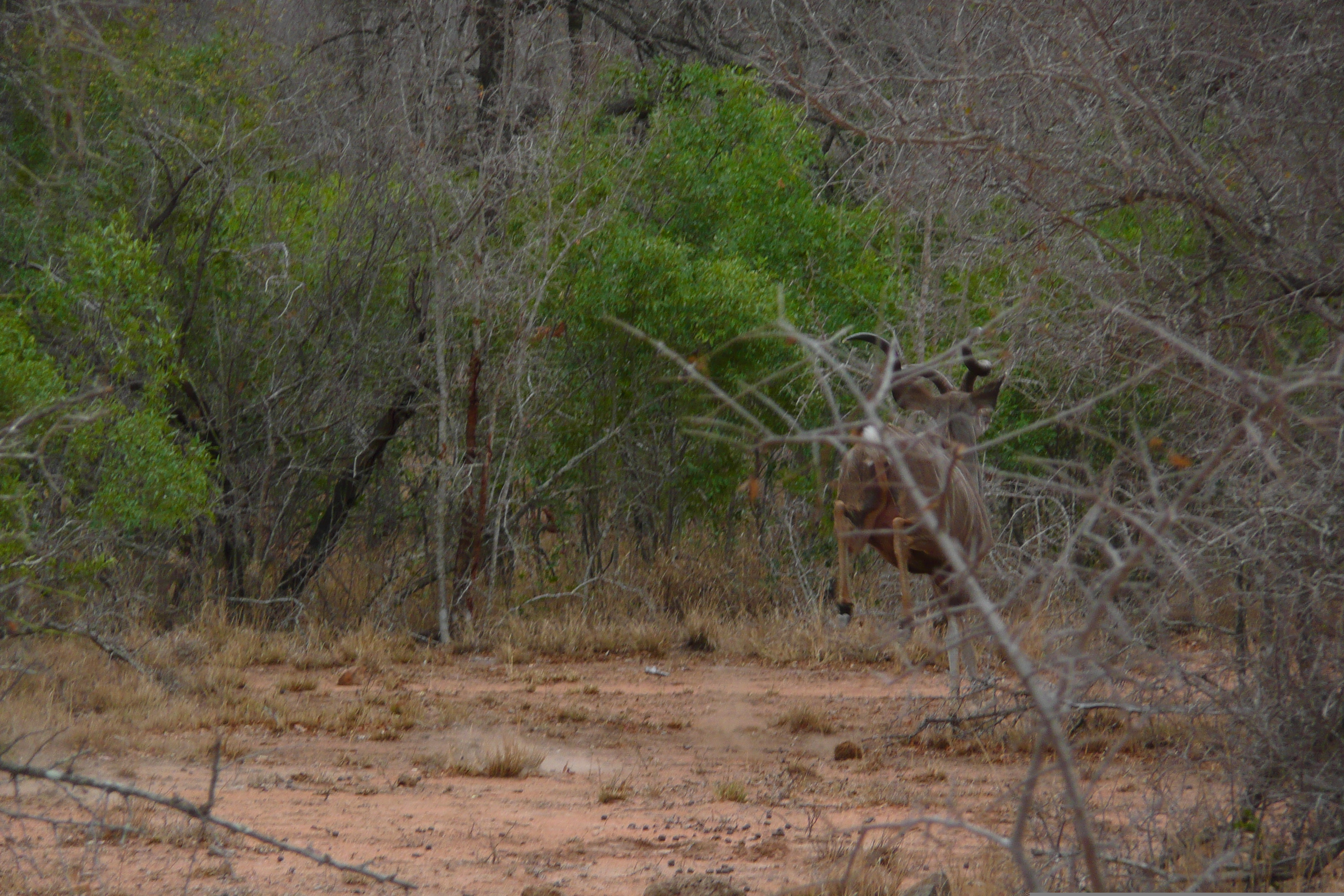 Picture South Africa Kruger National Park 2008-09 117 - Tour Kruger National Park