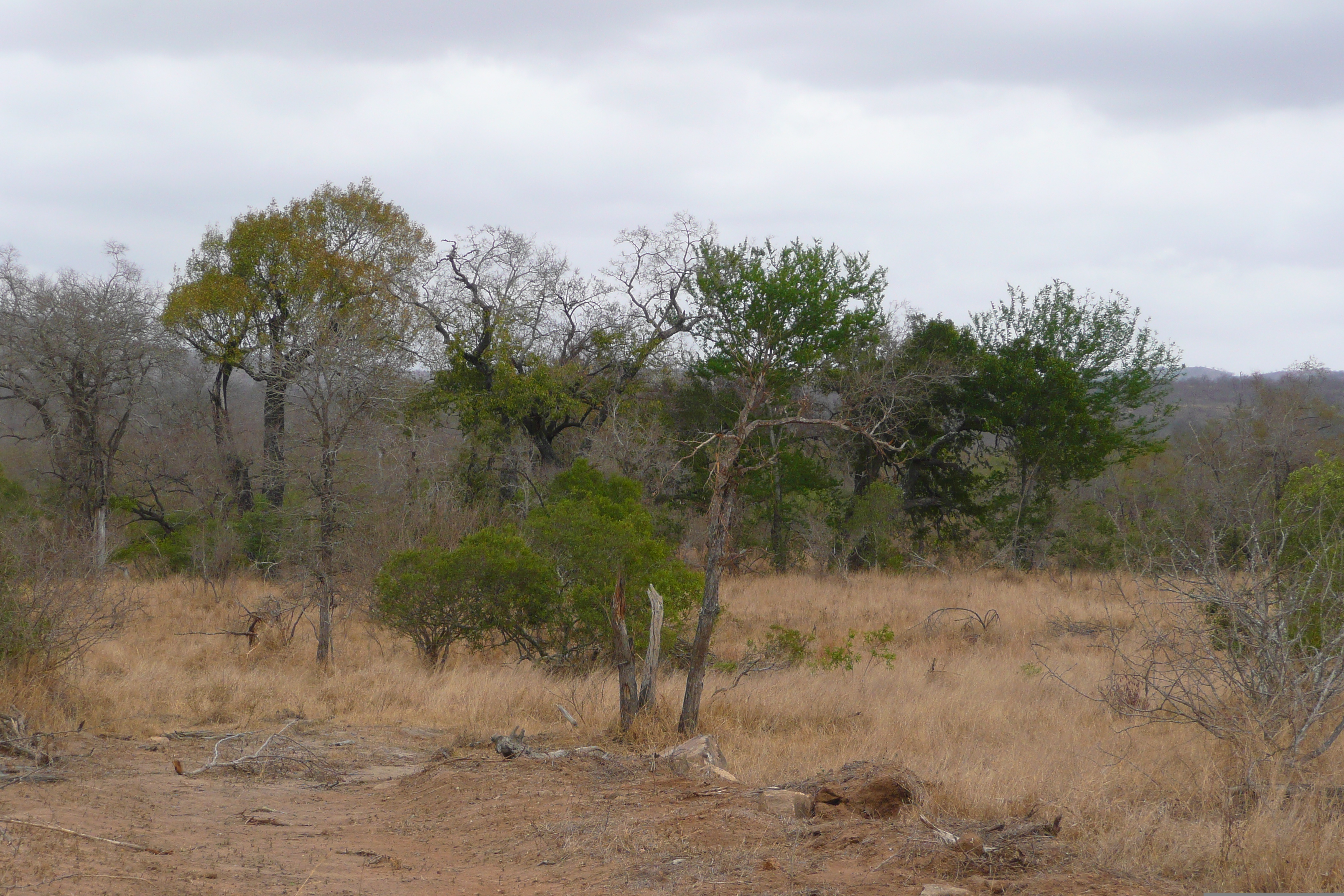 Picture South Africa Kruger National Park Crocodile River road 2008-09 33 - Tour Crocodile River road