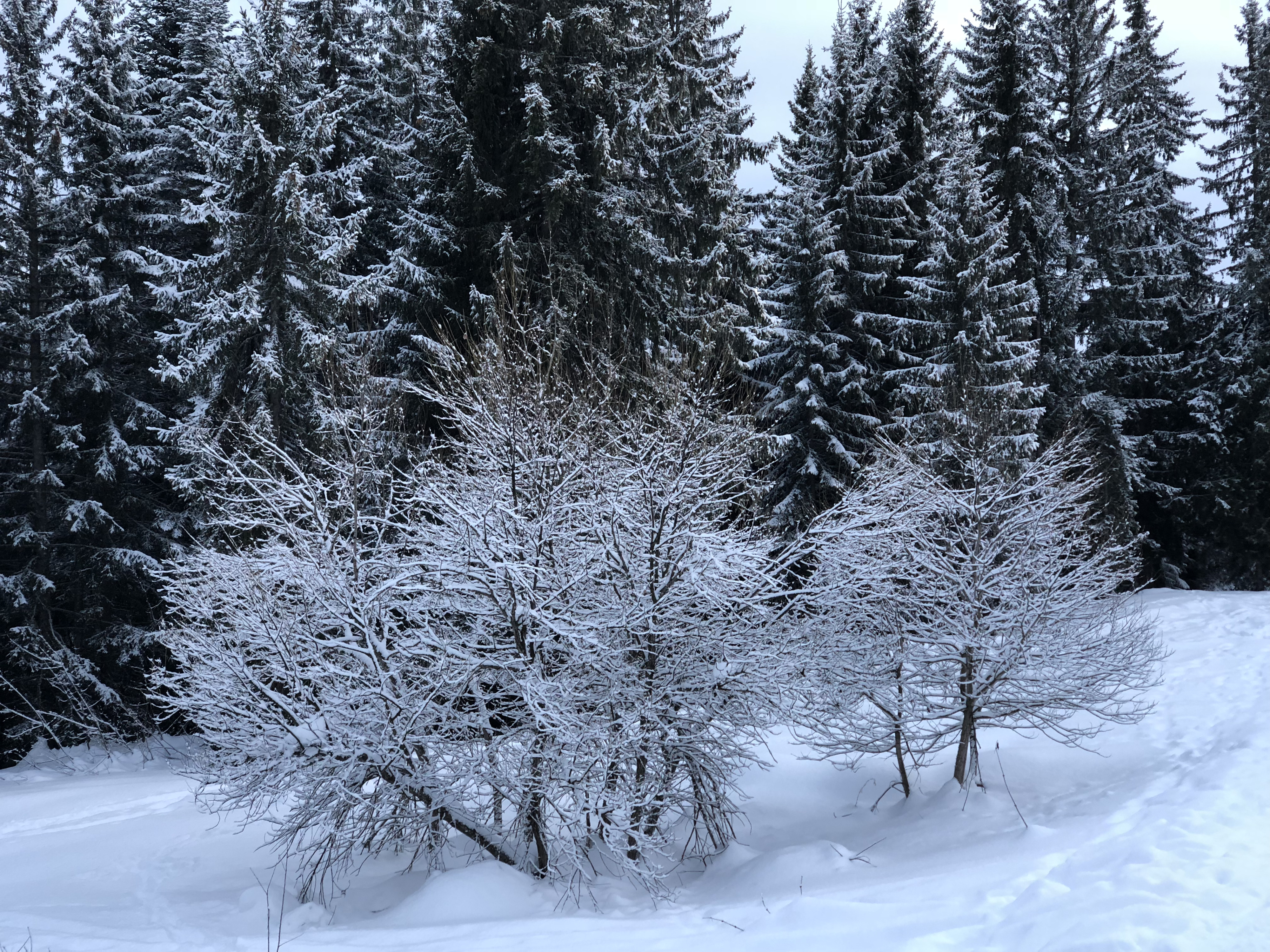 Picture France La Clusaz 2017-12 95 - Journey La Clusaz