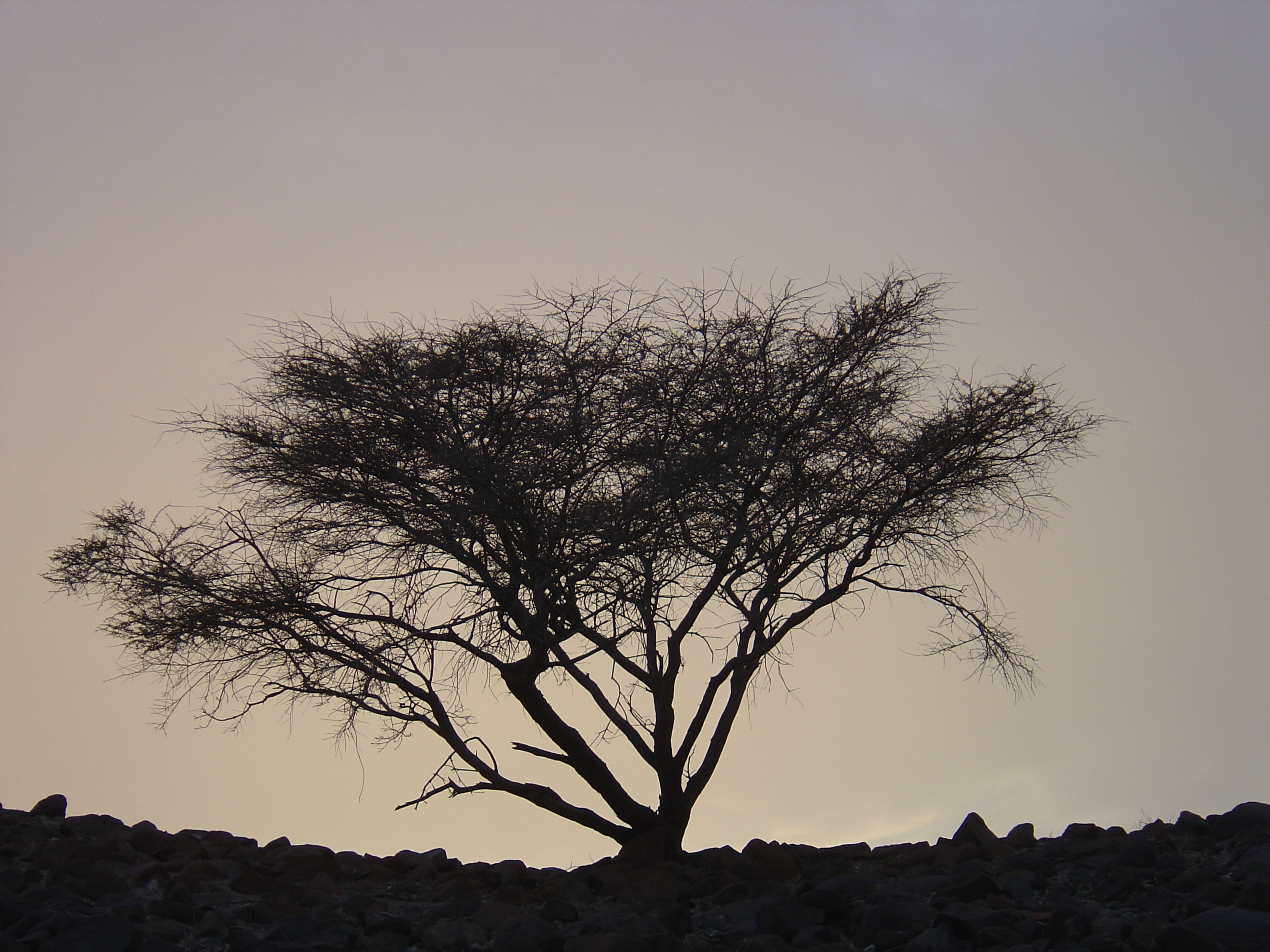 Picture Sultanate of Oman Buraimi to Sohar road 2005-03 32 - Tours Buraimi to Sohar road