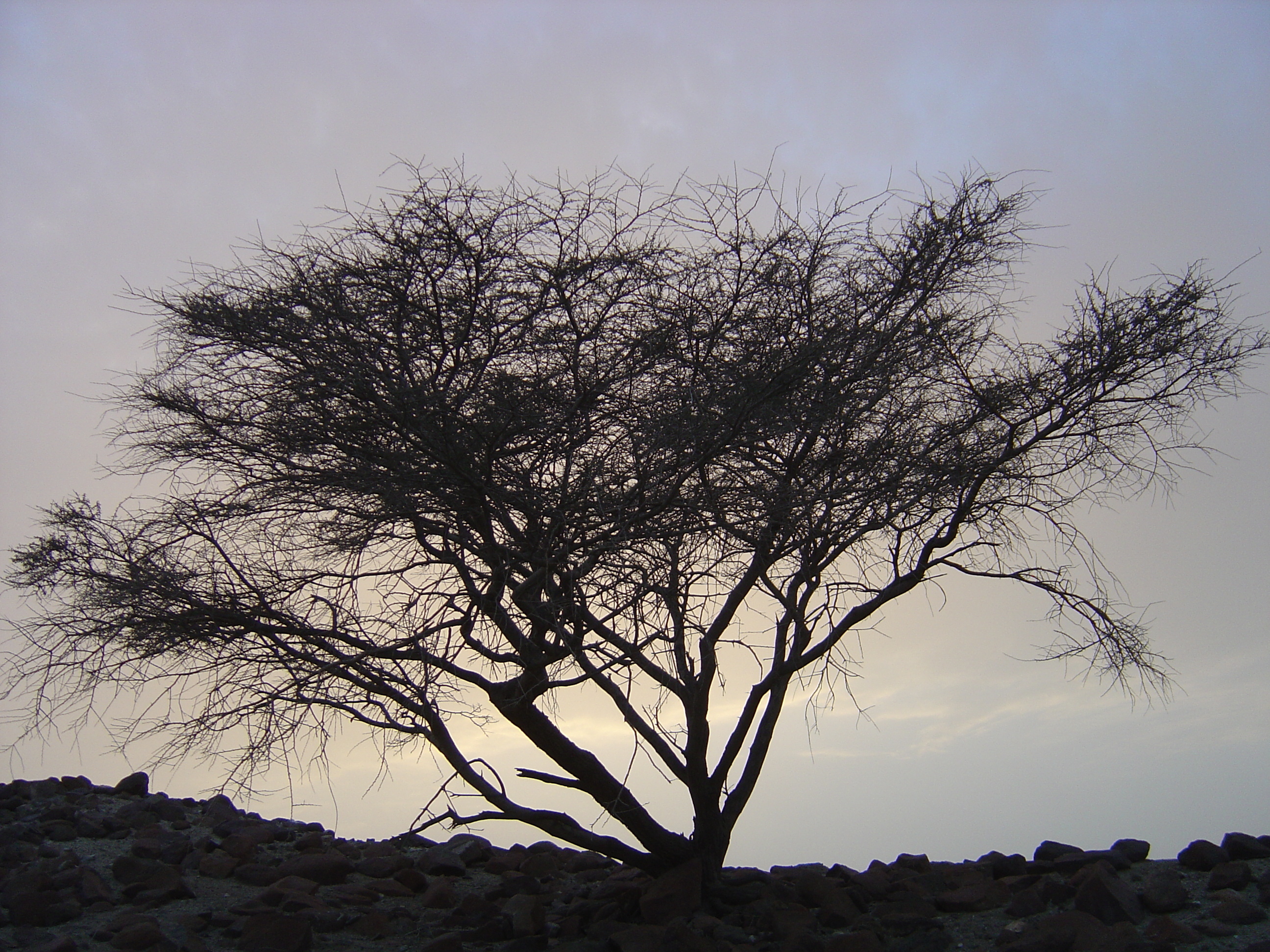 Picture Sultanate of Oman Buraimi to Sohar road 2005-03 31 - Journey Buraimi to Sohar road