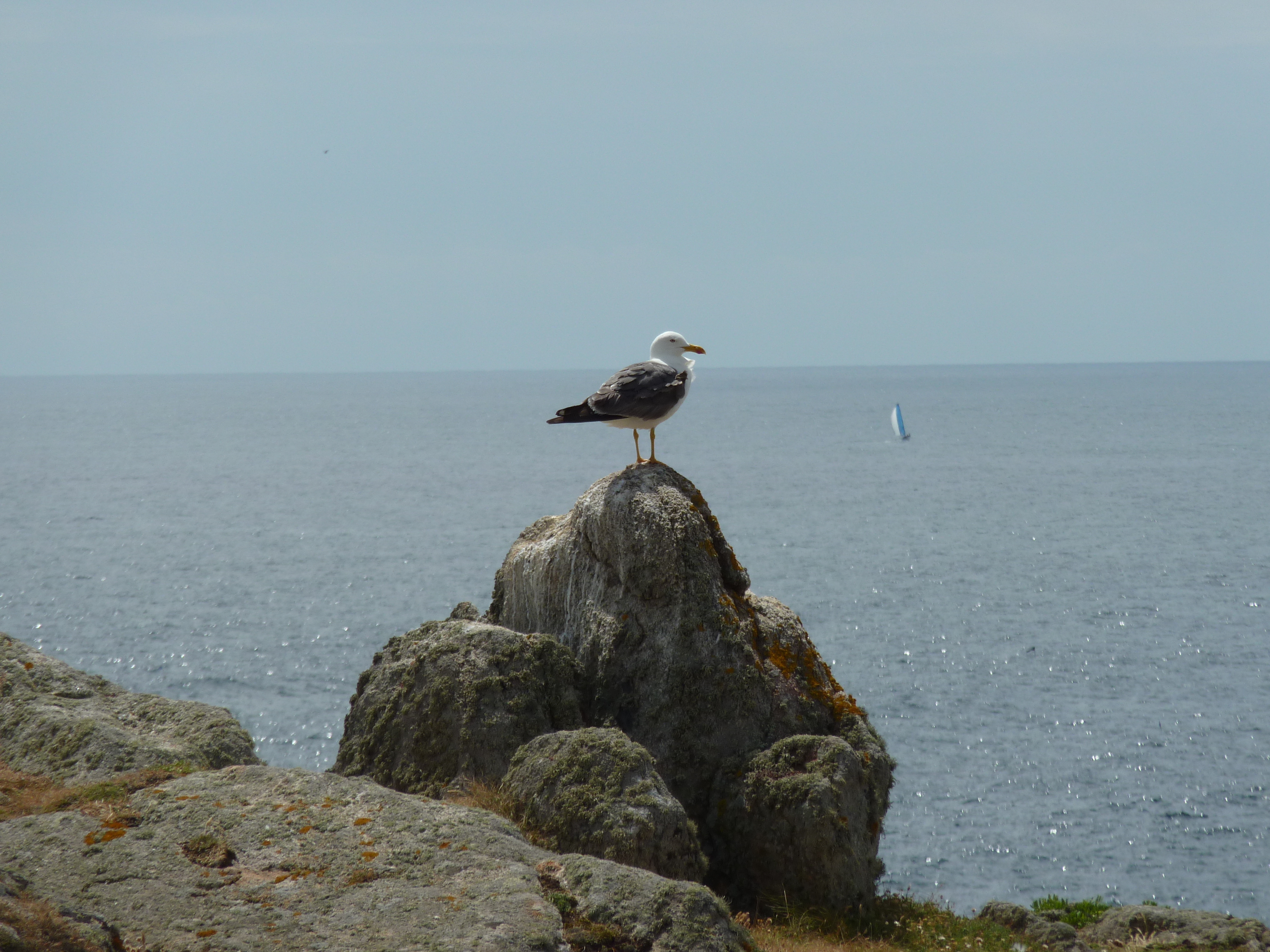 Picture France Ile d'yeu 2009-07 89 - Discovery Ile d'yeu