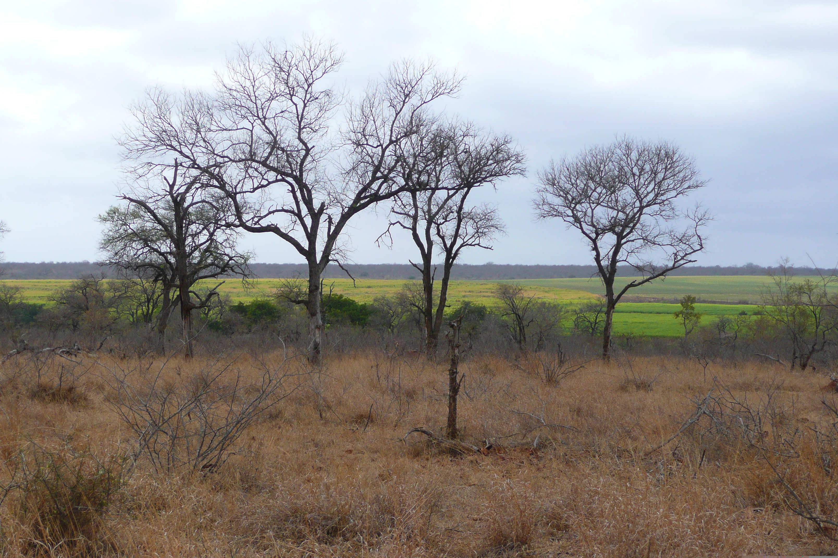 Picture South Africa Kruger National Park Crocodile River road 2008-09 42 - Center Crocodile River road