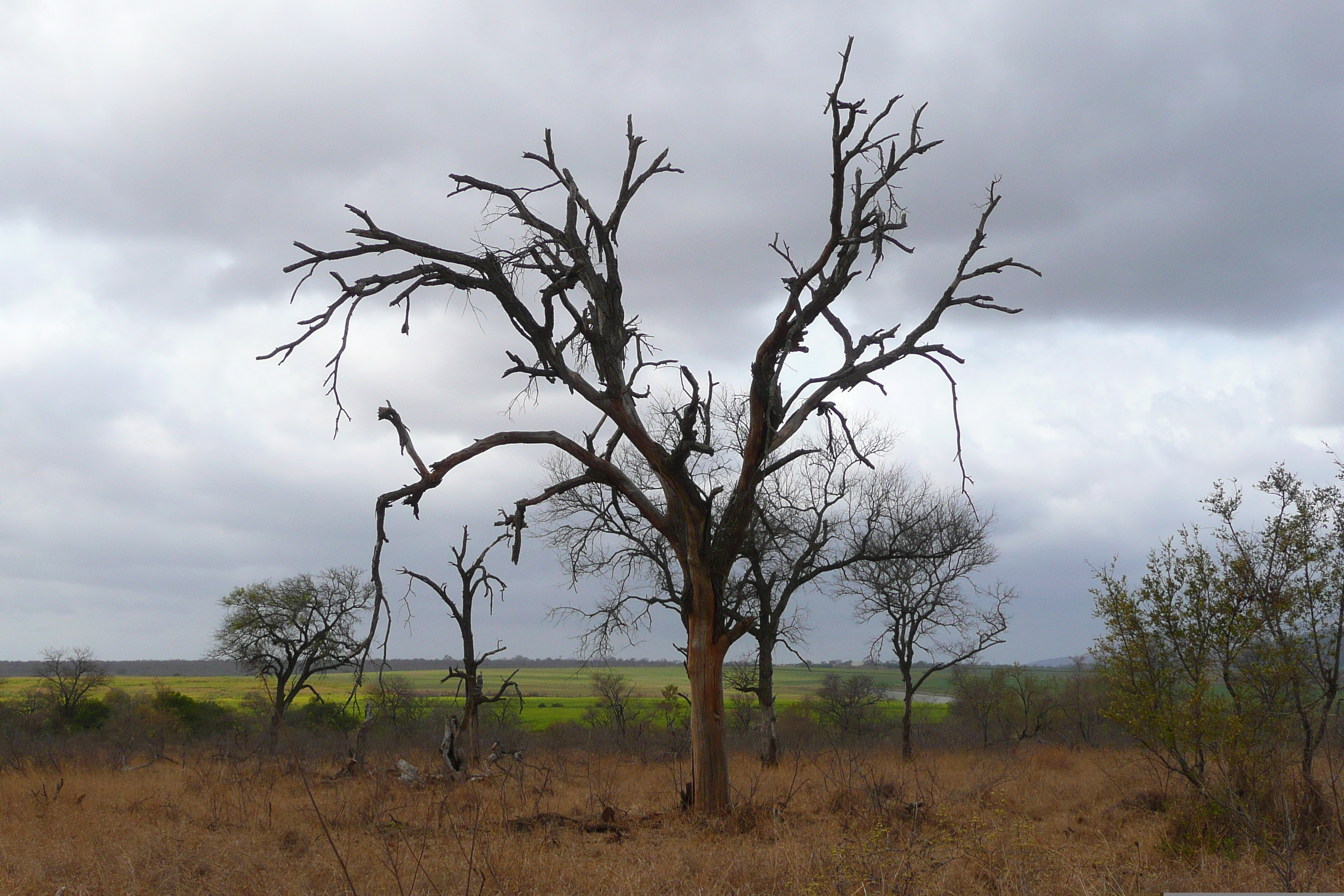 Picture South Africa Kruger National Park Crocodile River road 2008-09 39 - Tour Crocodile River road