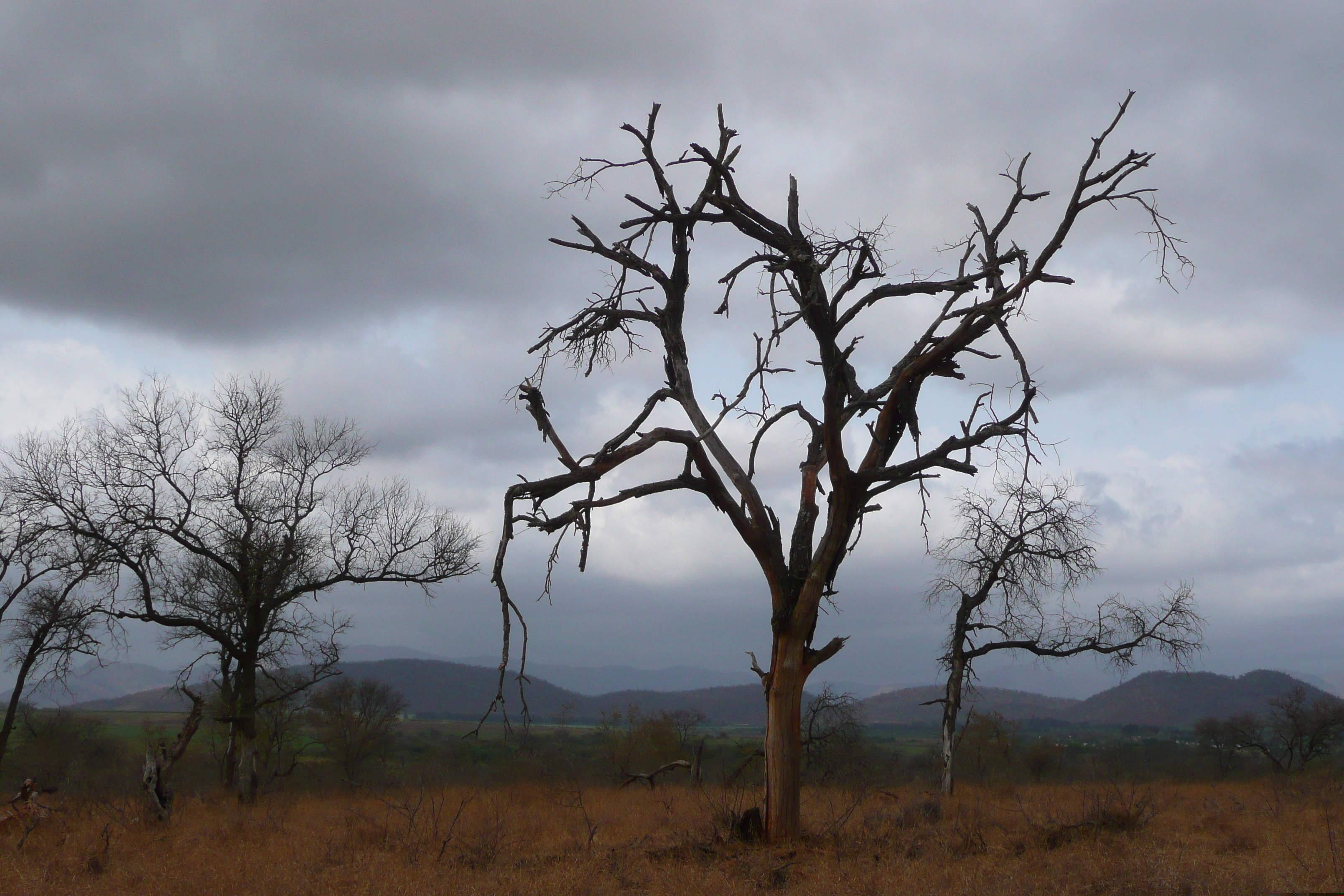 Picture South Africa Kruger National Park Crocodile River road 2008-09 34 - Tour Crocodile River road