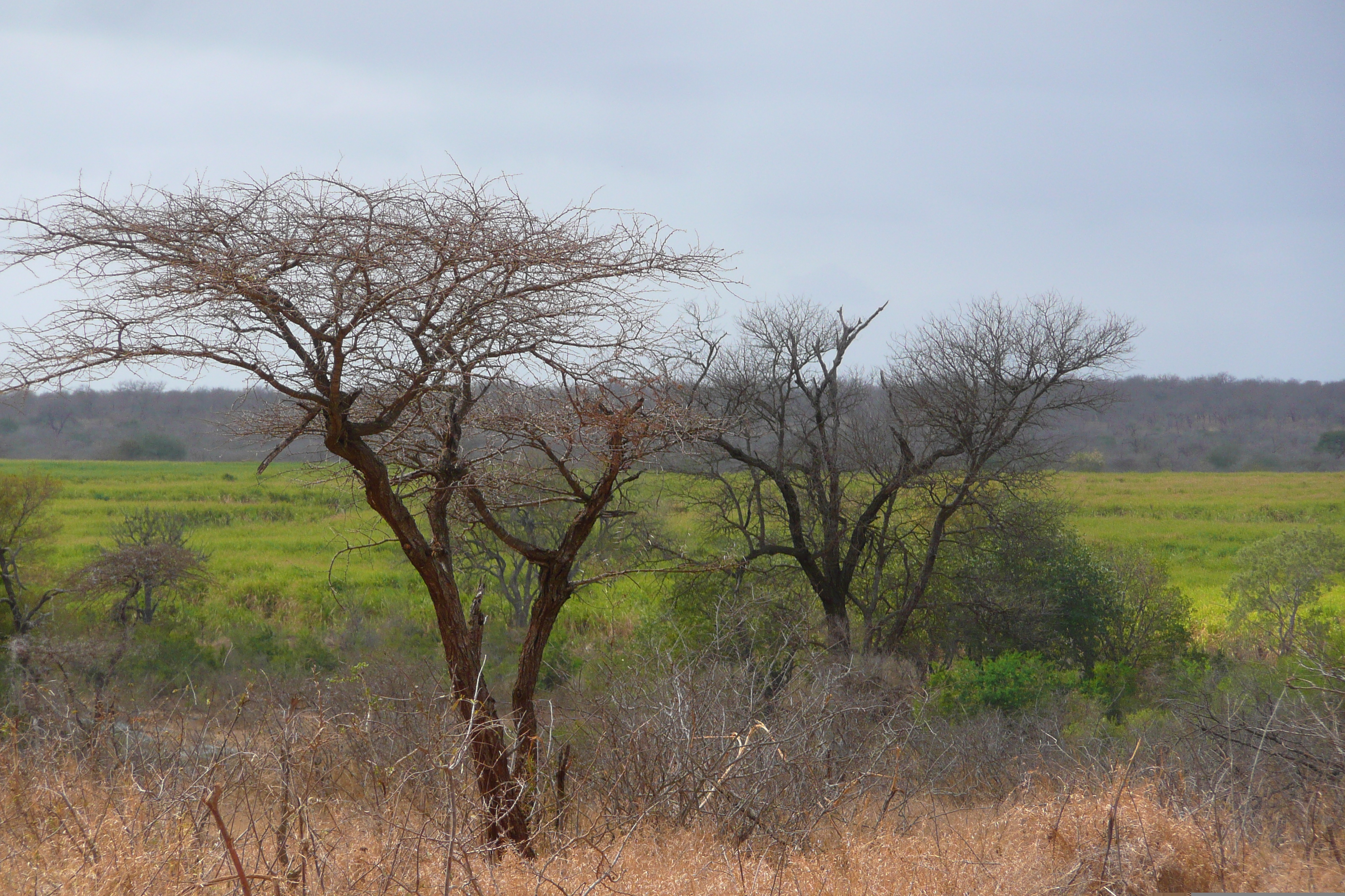 Picture South Africa Kruger National Park Crocodile River road 2008-09 31 - Tours Crocodile River road