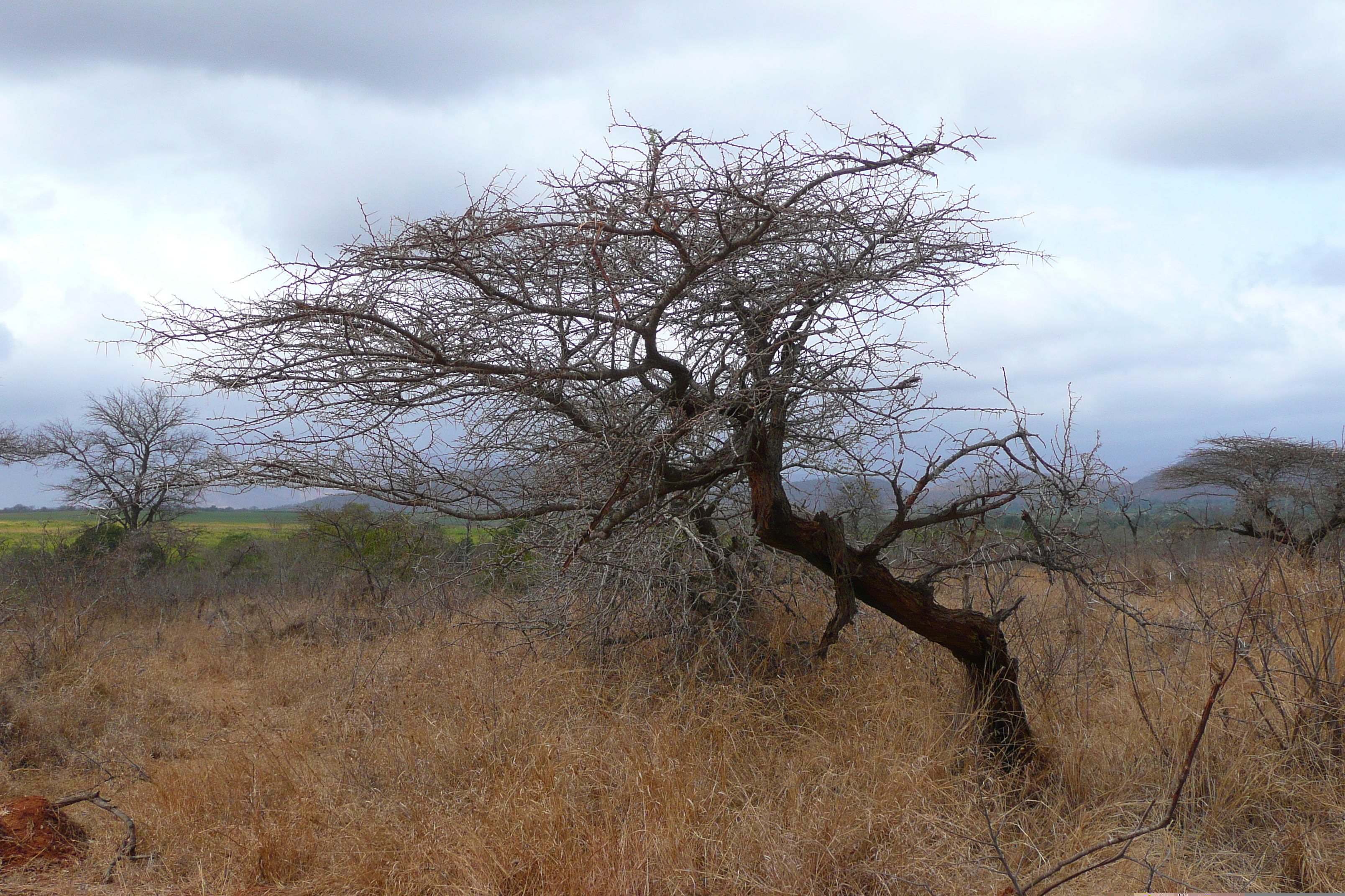 Picture South Africa Kruger National Park Crocodile River road 2008-09 28 - Discovery Crocodile River road