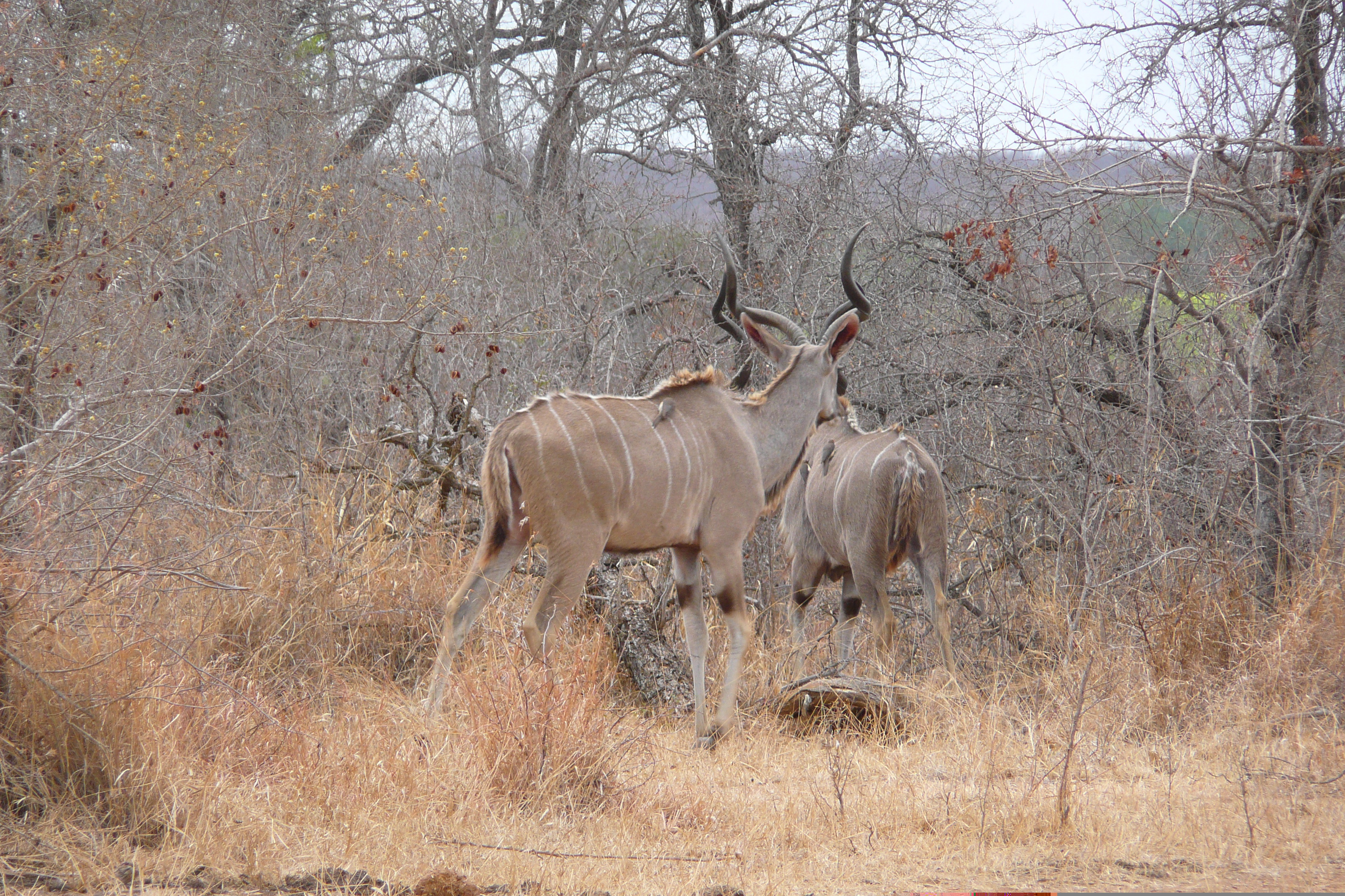 Picture South Africa Kruger National Park Crocodile River road 2008-09 44 - Tour Crocodile River road