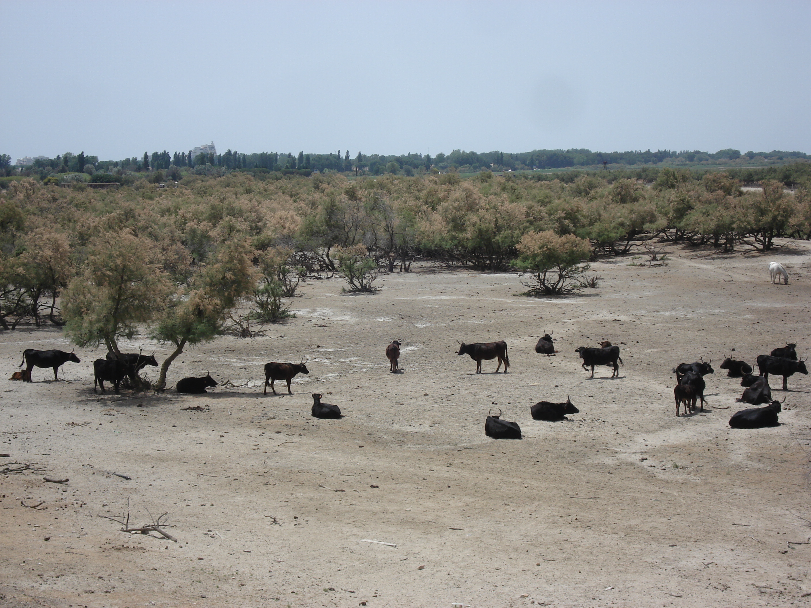 Picture France Camargue 2006-06 9 - Journey Camargue