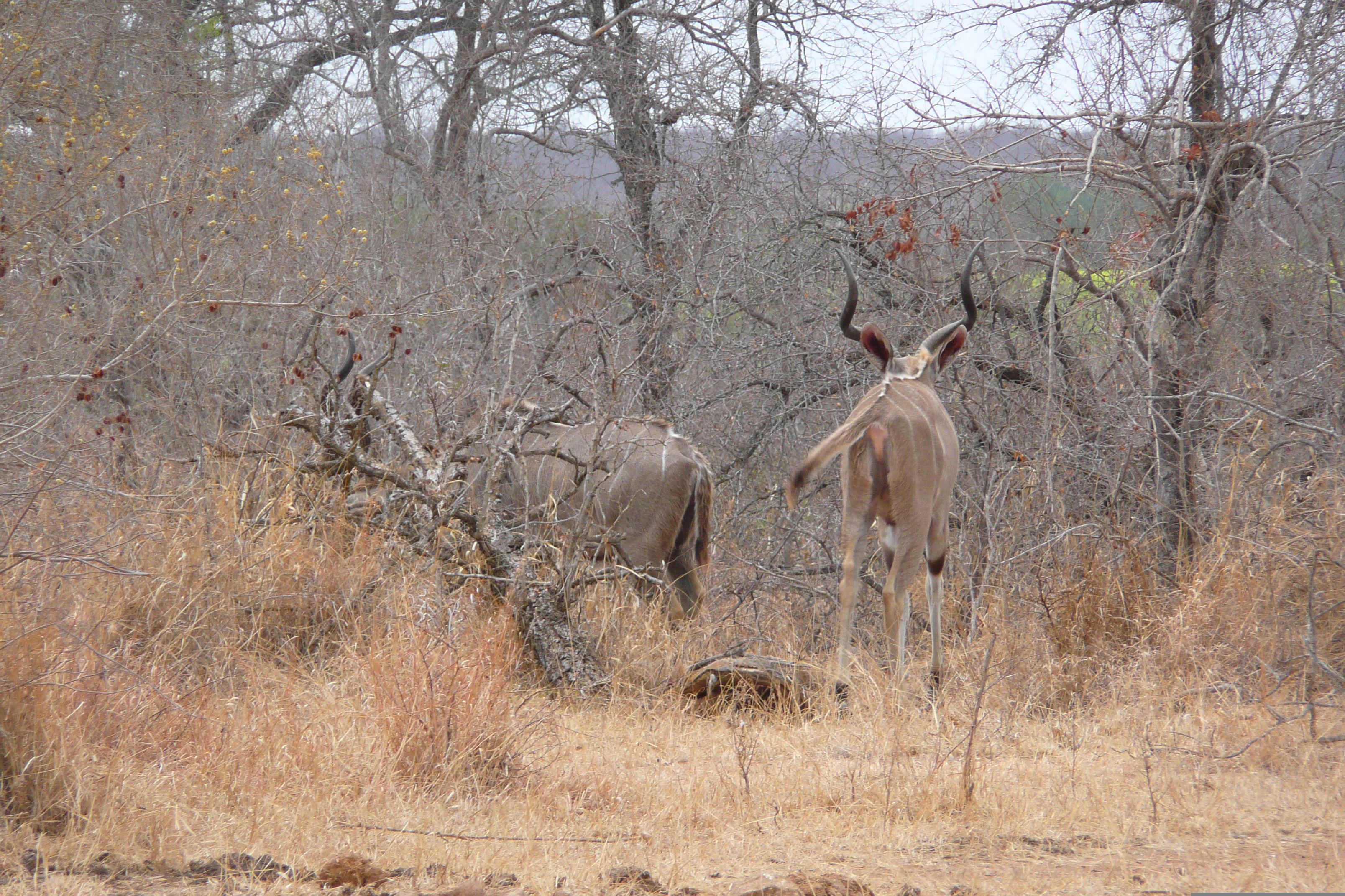 Picture South Africa Kruger National Park Crocodile River road 2008-09 35 - Around Crocodile River road