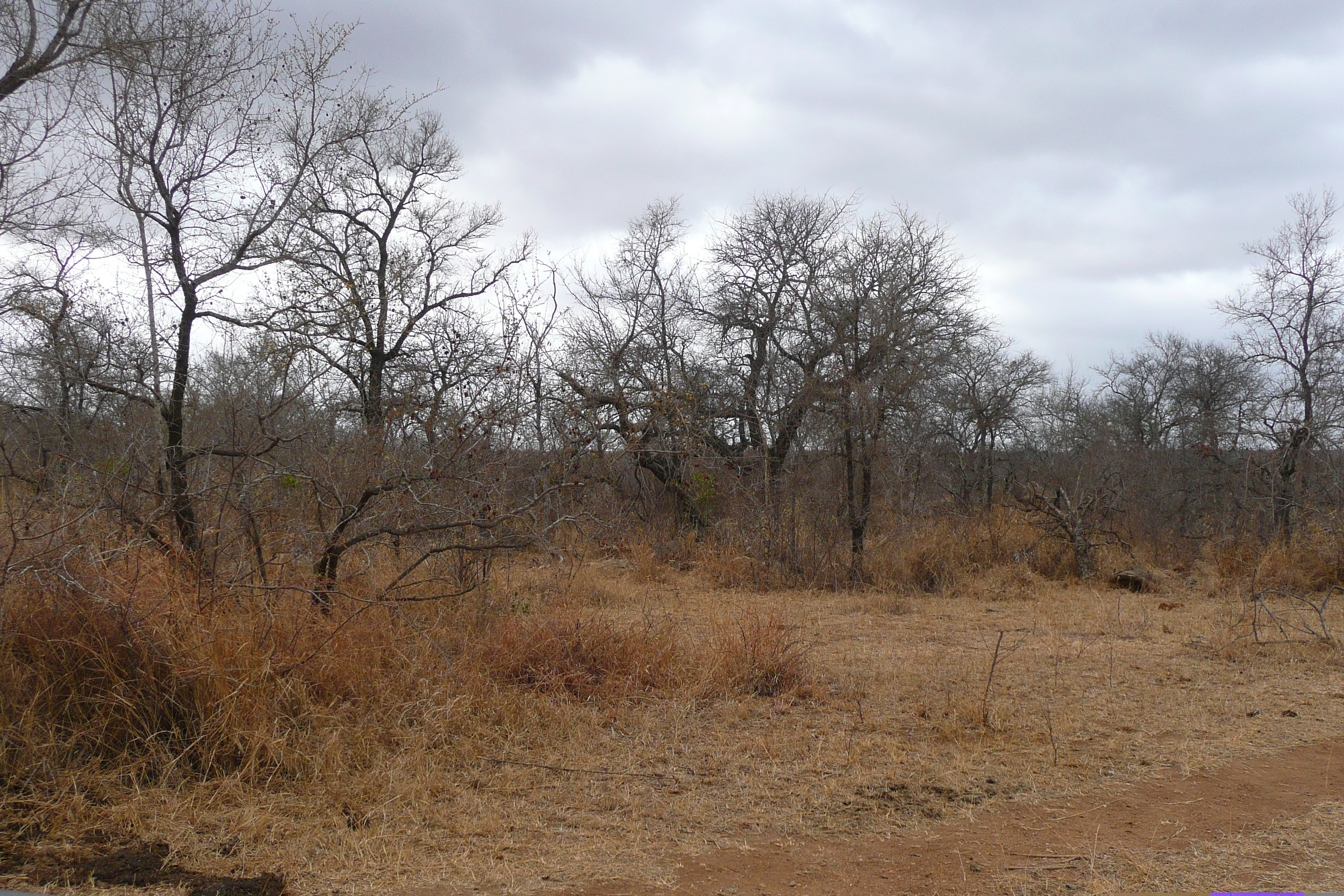 Picture South Africa Kruger National Park Crocodile River road 2008-09 29 - Journey Crocodile River road