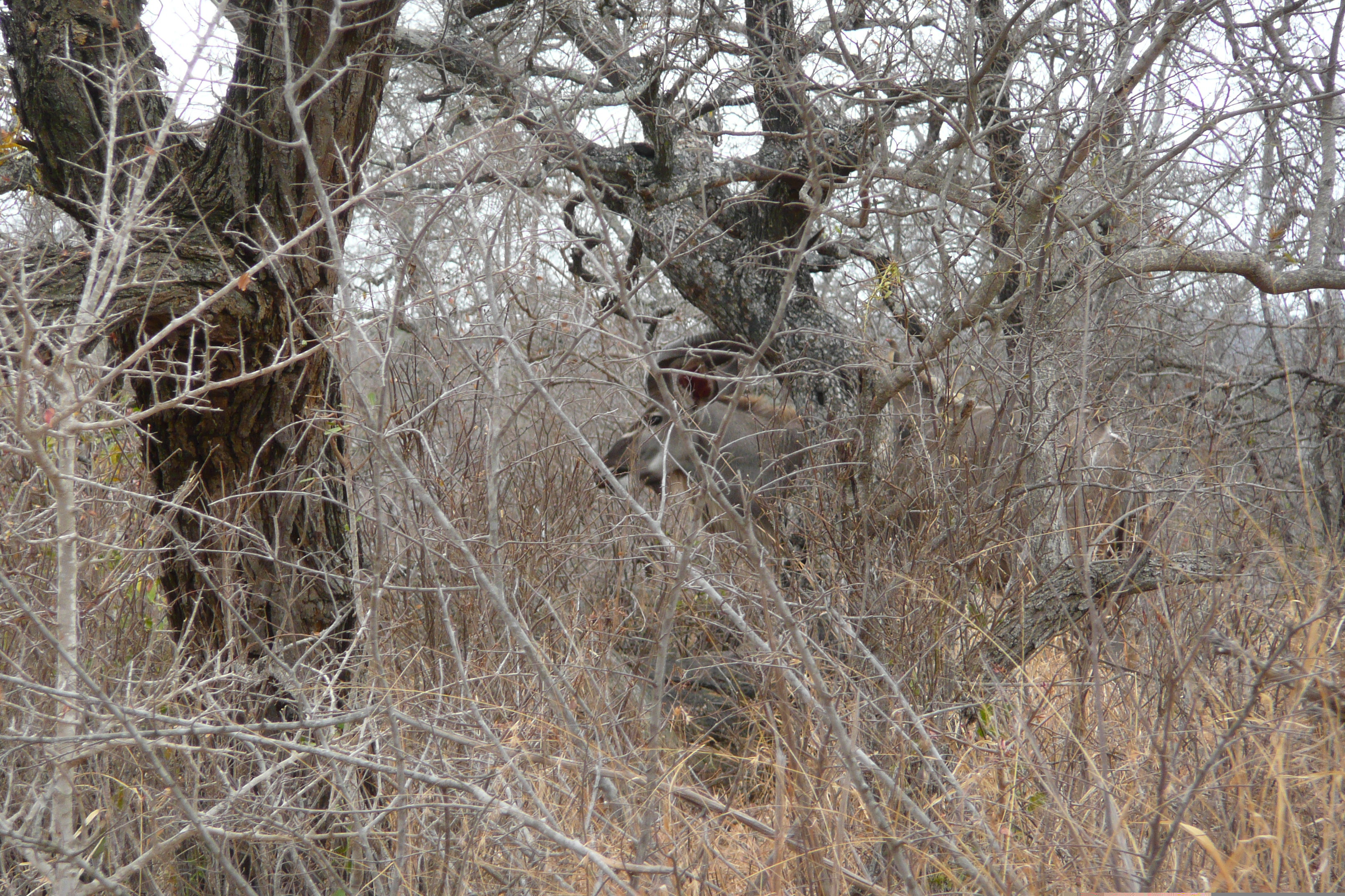 Picture South Africa Kruger National Park Crocodile River road 2008-09 36 - Discovery Crocodile River road