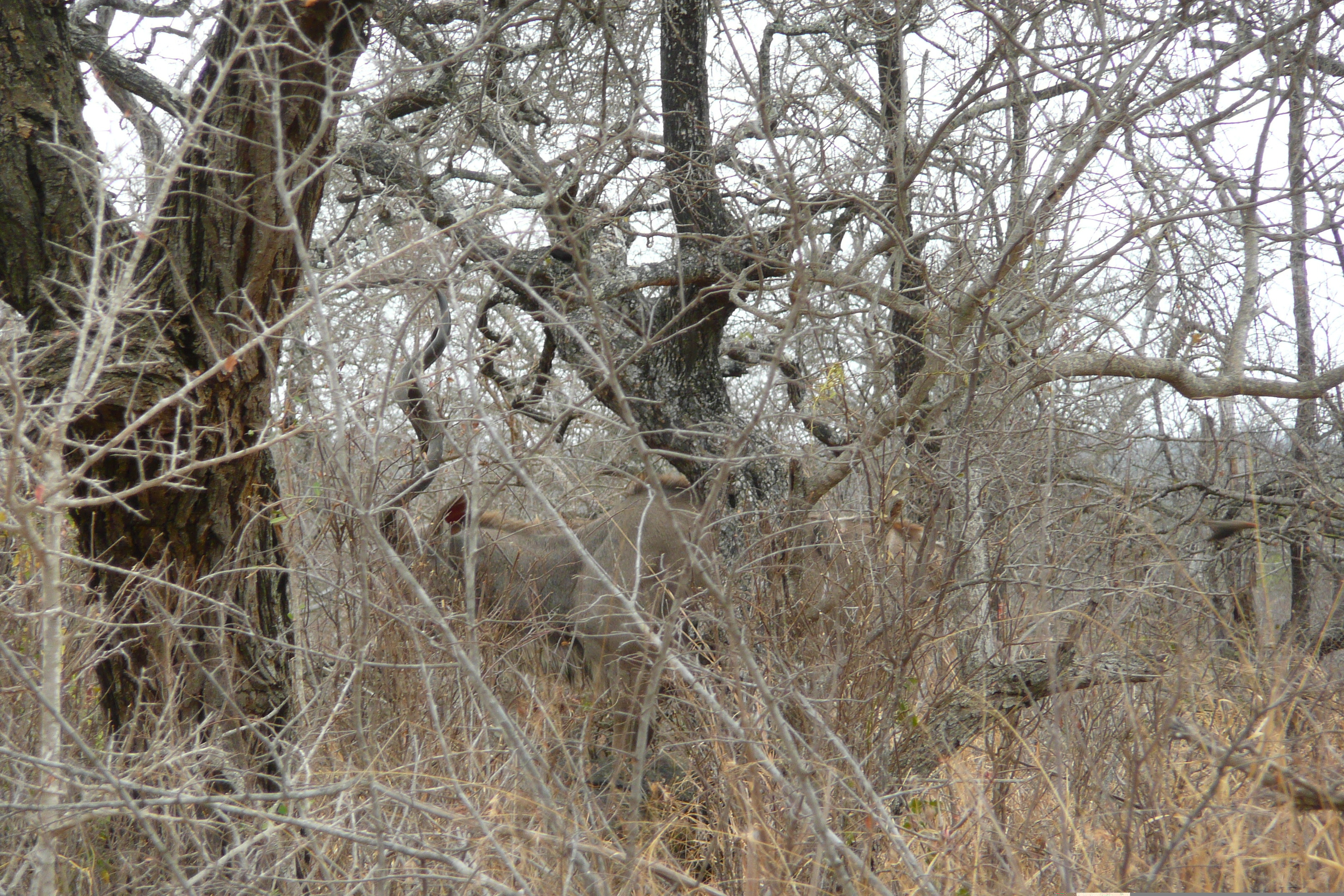 Picture South Africa Kruger National Park Crocodile River road 2008-09 41 - Center Crocodile River road