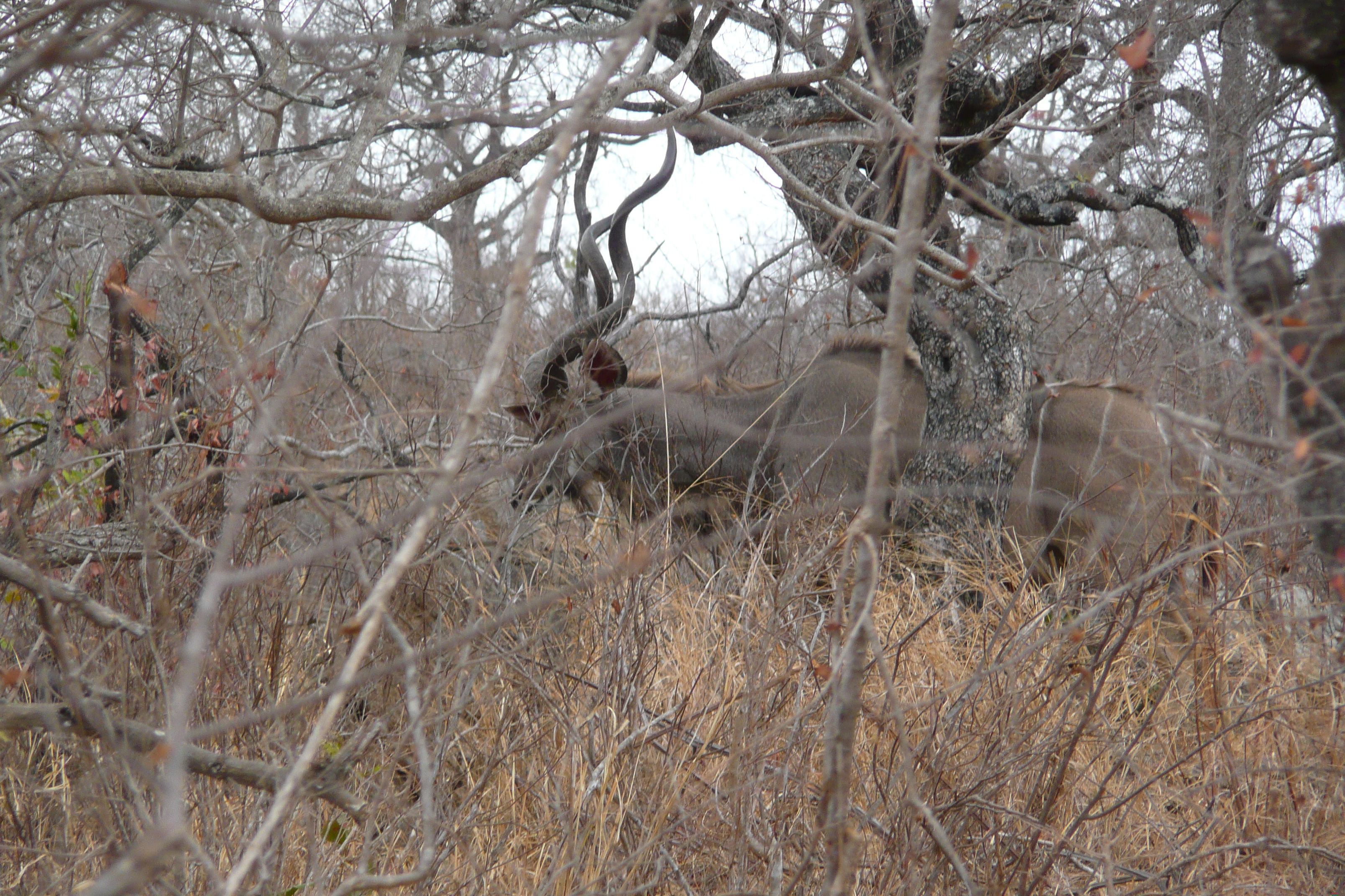 Picture South Africa Kruger National Park Crocodile River road 2008-09 40 - Recreation Crocodile River road