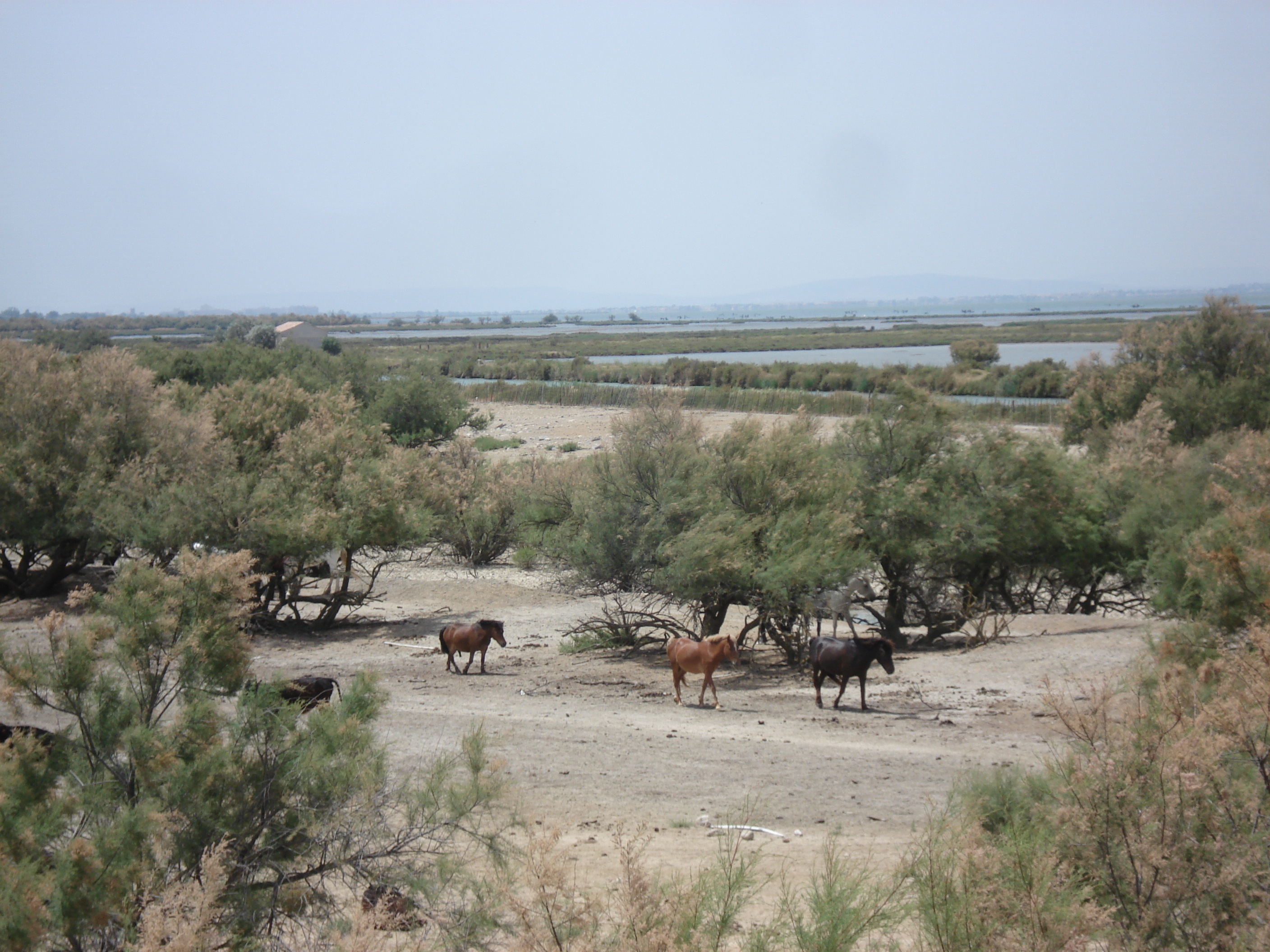 Picture France Camargue 2006-06 7 - Center Camargue