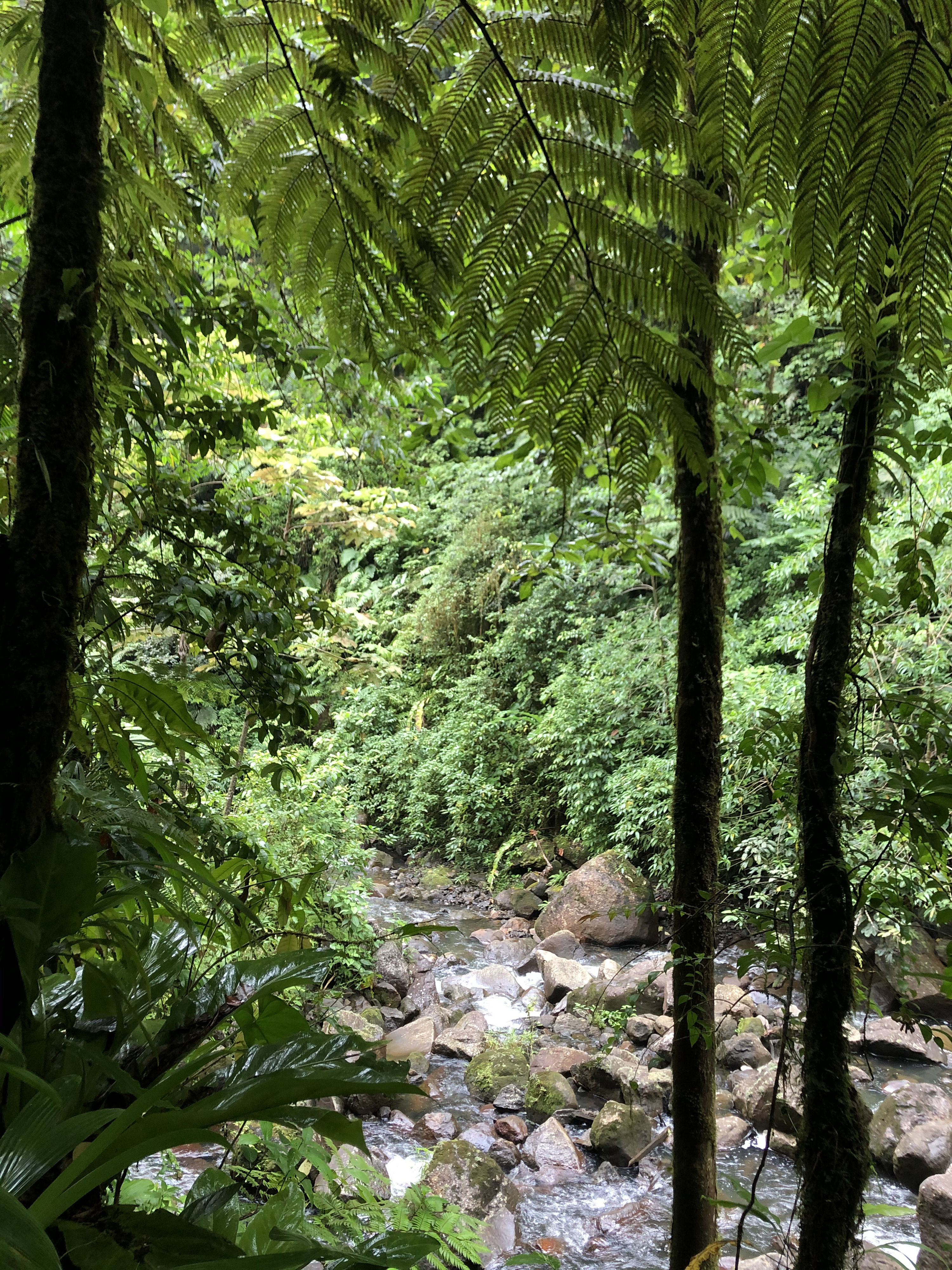 Picture Guadeloupe Carbet Falls 2021-02 44 - History Carbet Falls