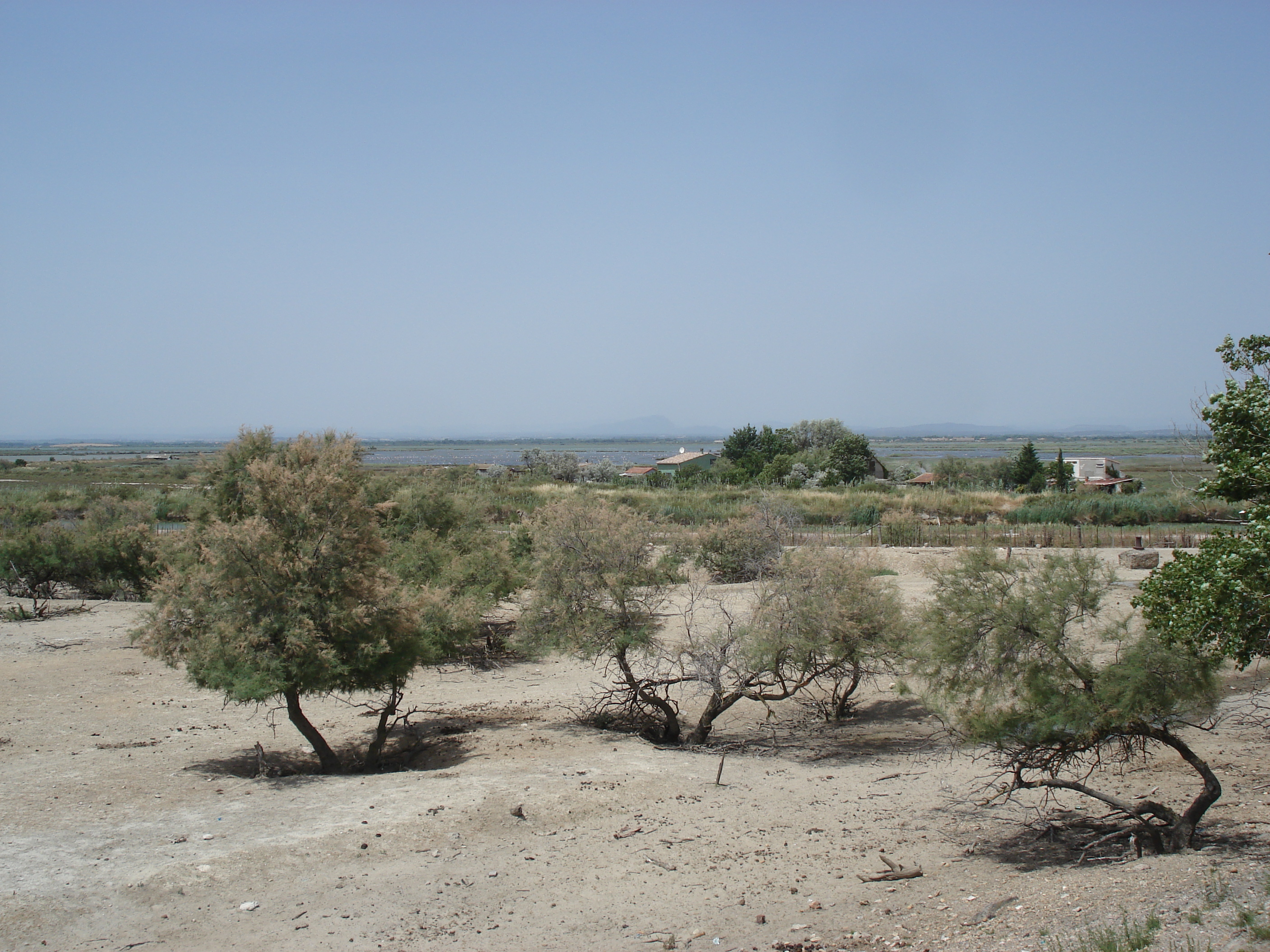 Picture France Camargue 2006-06 10 - Journey Camargue