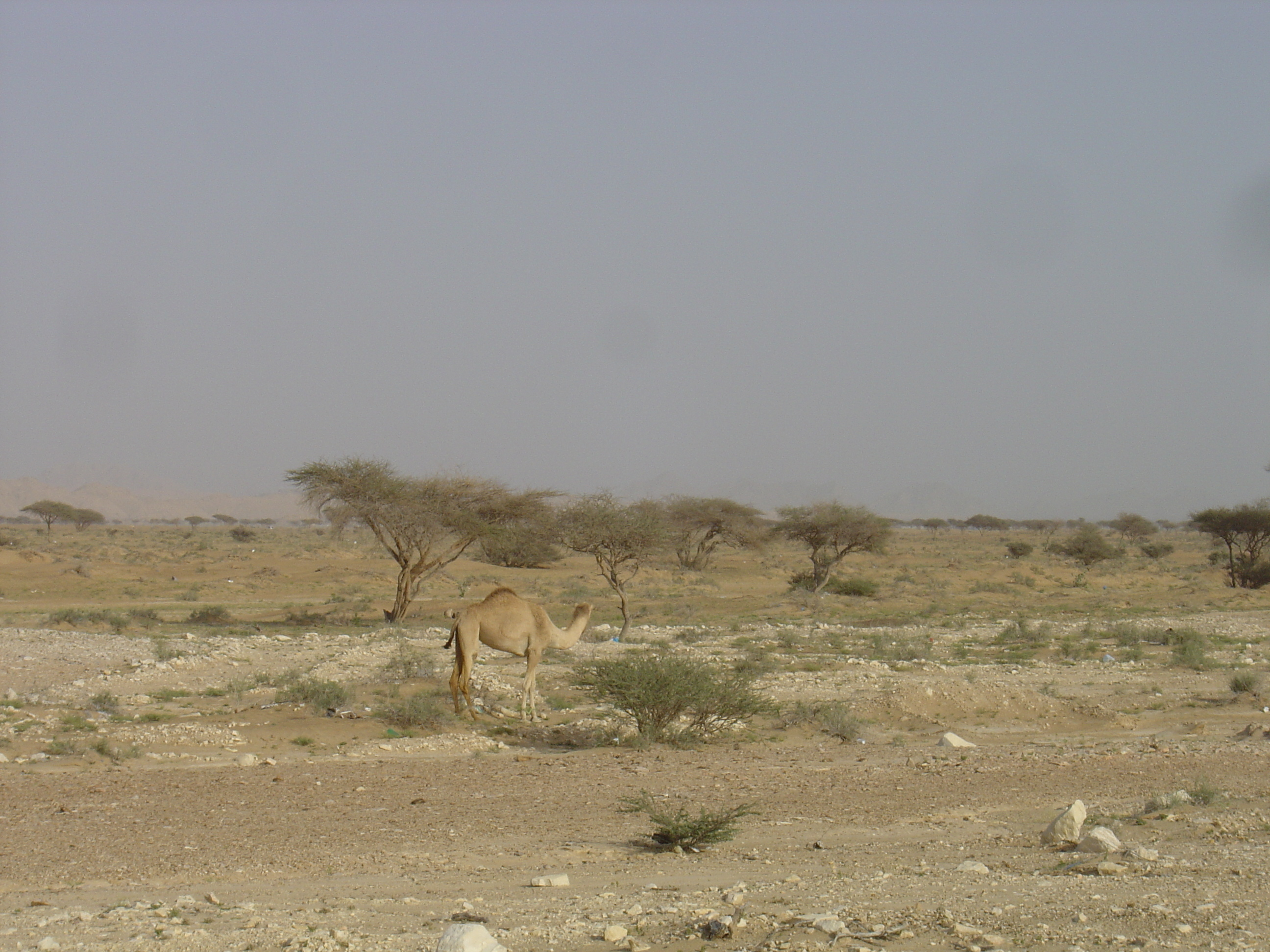 Picture Sultanate of Oman Buraimi to Mahada road 2005-03 10 - History Buraimi to Mahada road