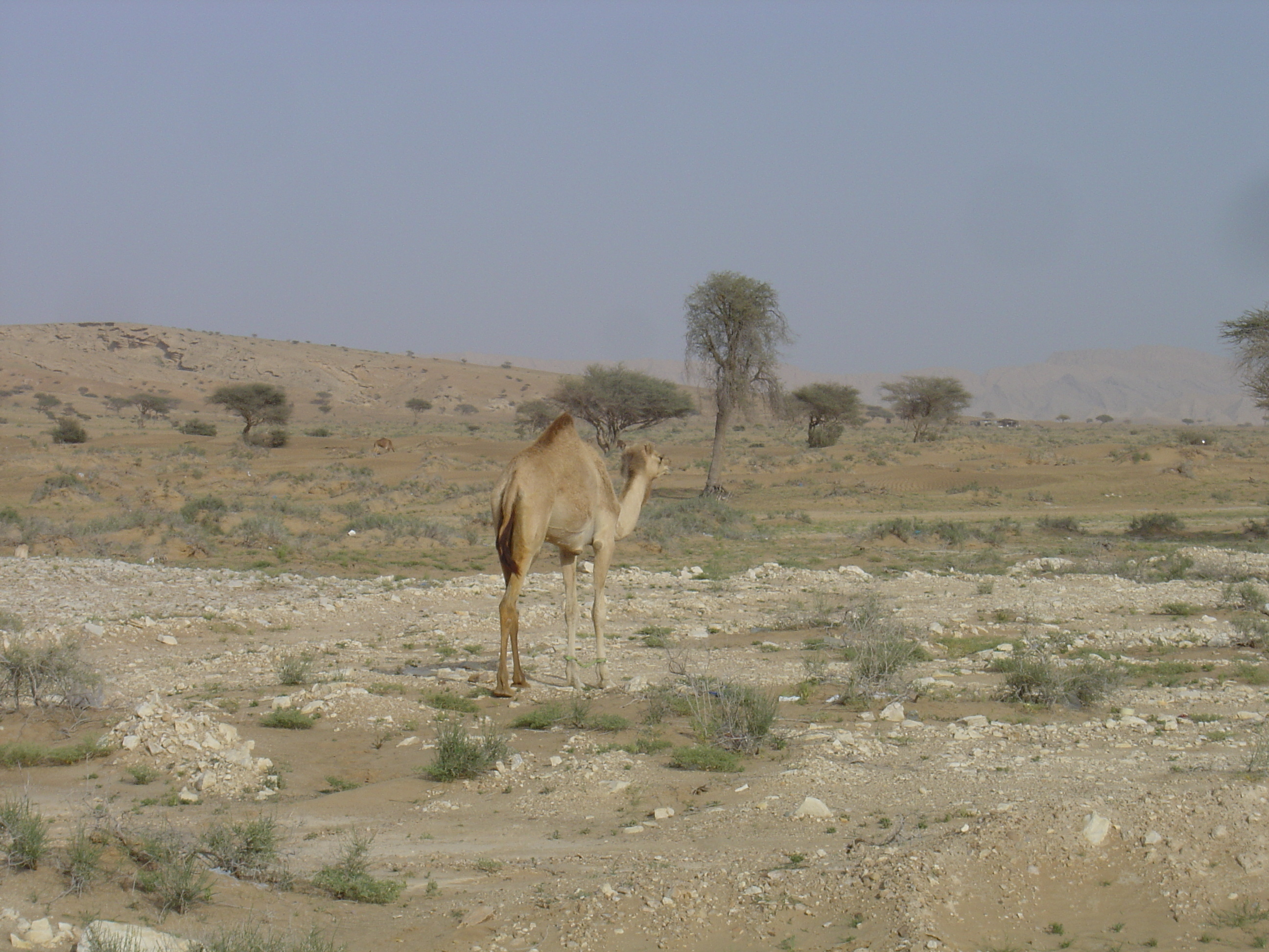 Picture Sultanate of Oman Buraimi to Mahada road 2005-03 15 - Discovery Buraimi to Mahada road