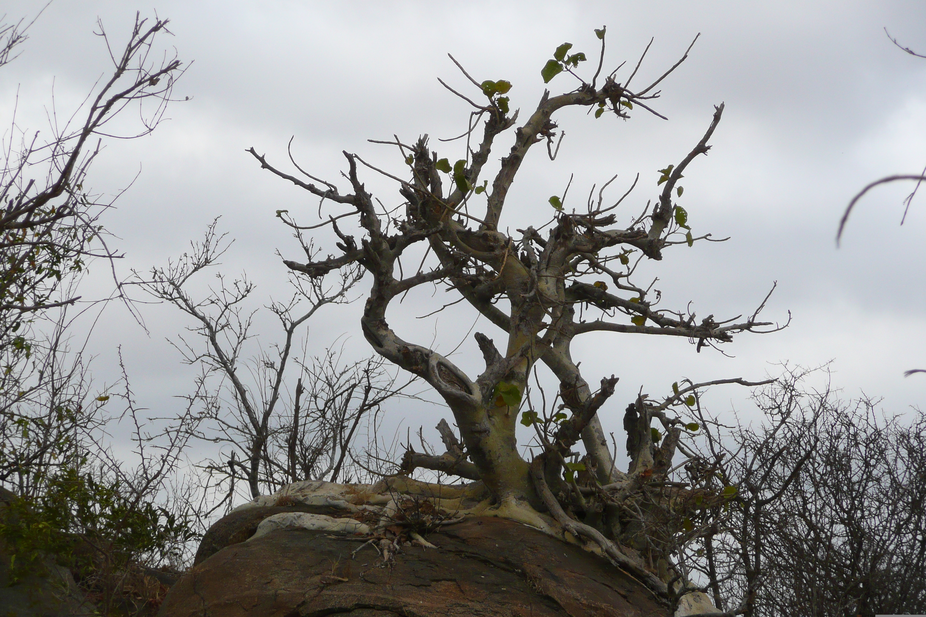 Picture South Africa Kruger National Park Crocodile River road 2008-09 22 - Discovery Crocodile River road