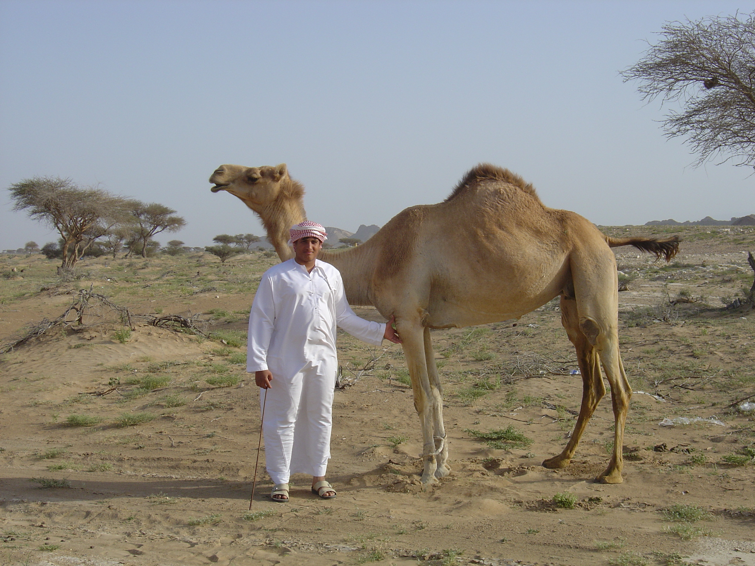 Picture Sultanate of Oman Buraimi to Mahada road 2005-03 32 - History Buraimi to Mahada road