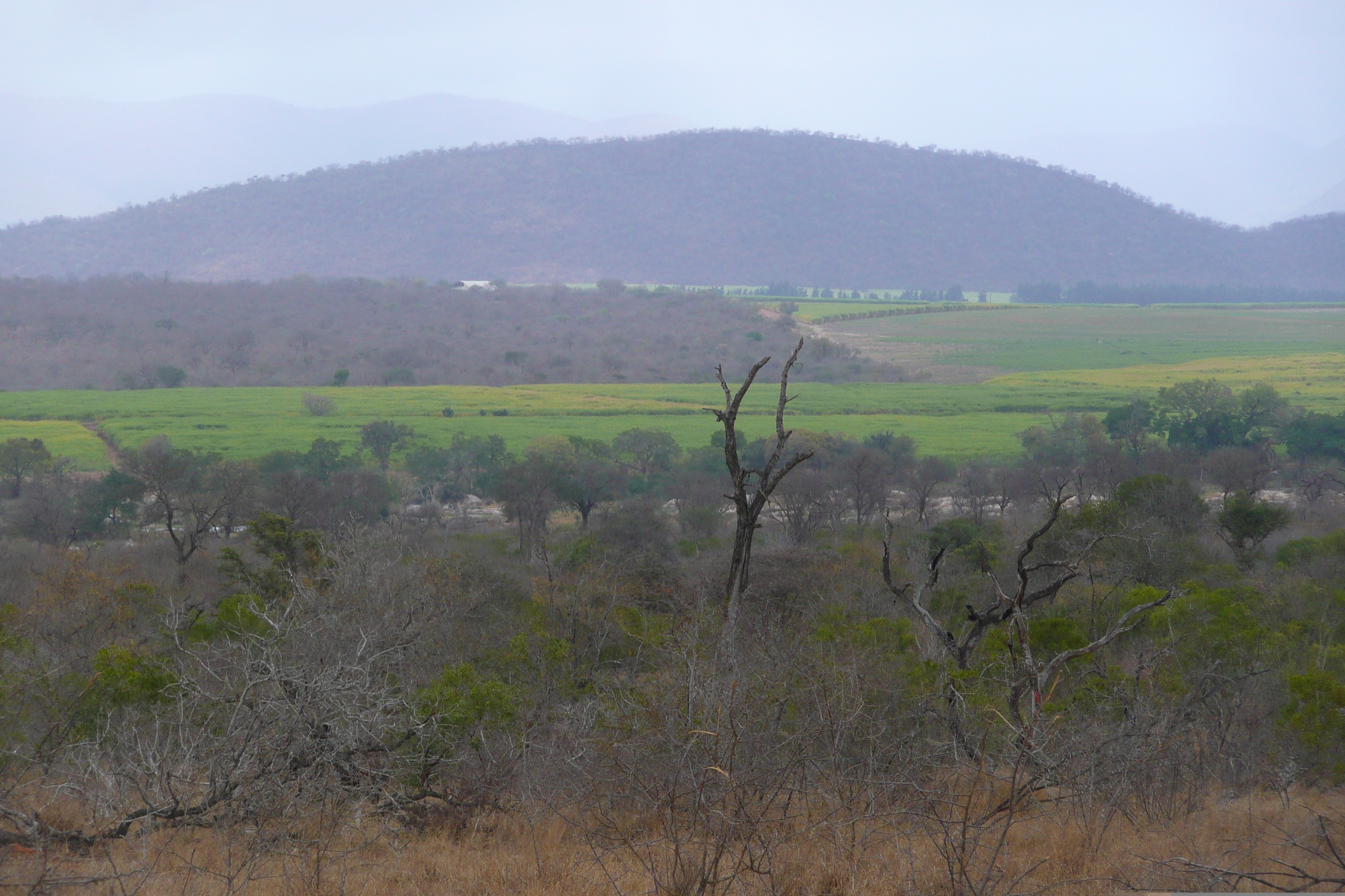 Picture South Africa Kruger National Park Crocodile River road 2008-09 17 - Center Crocodile River road