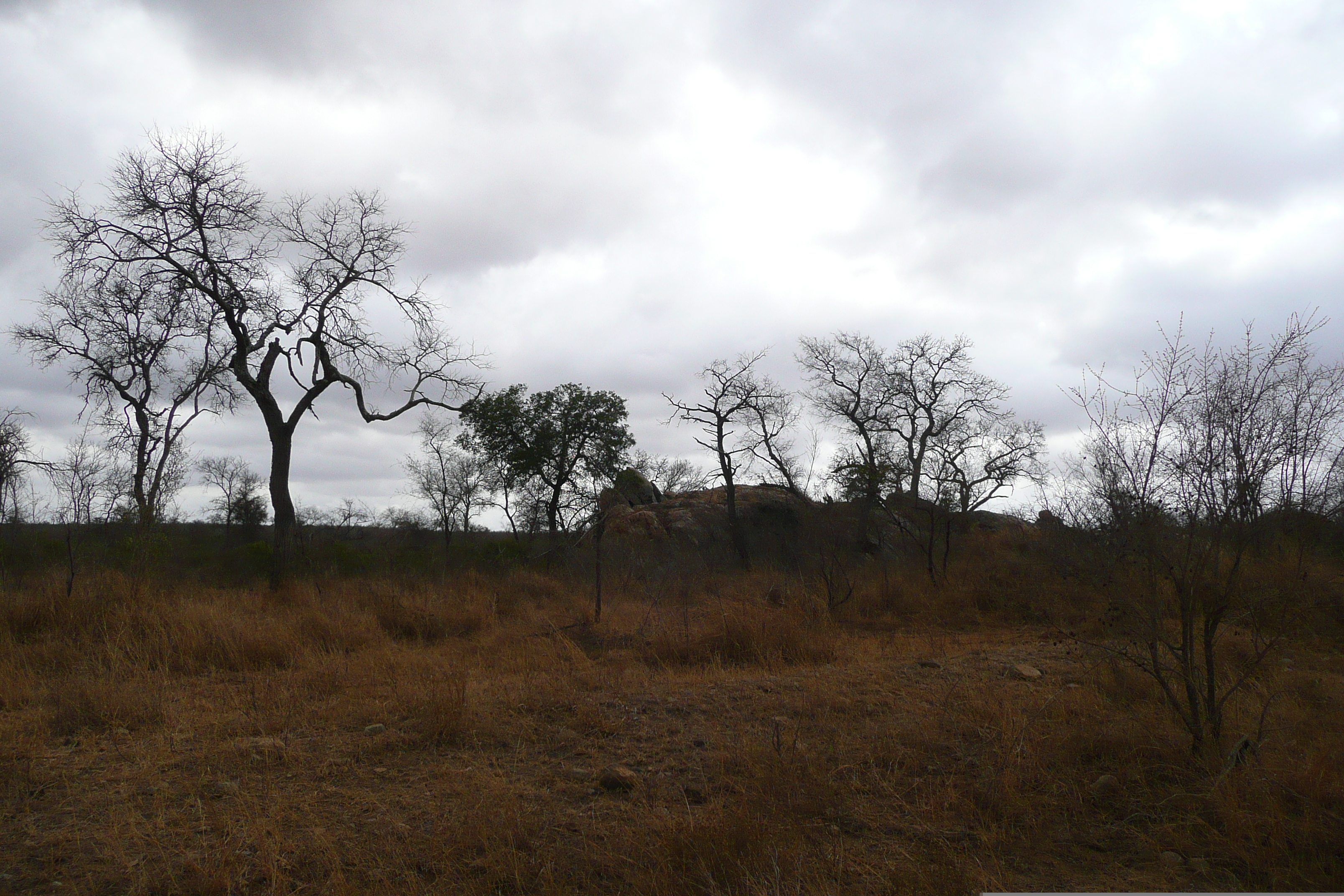 Picture South Africa Kruger National Park Crocodile River road 2008-09 16 - Journey Crocodile River road