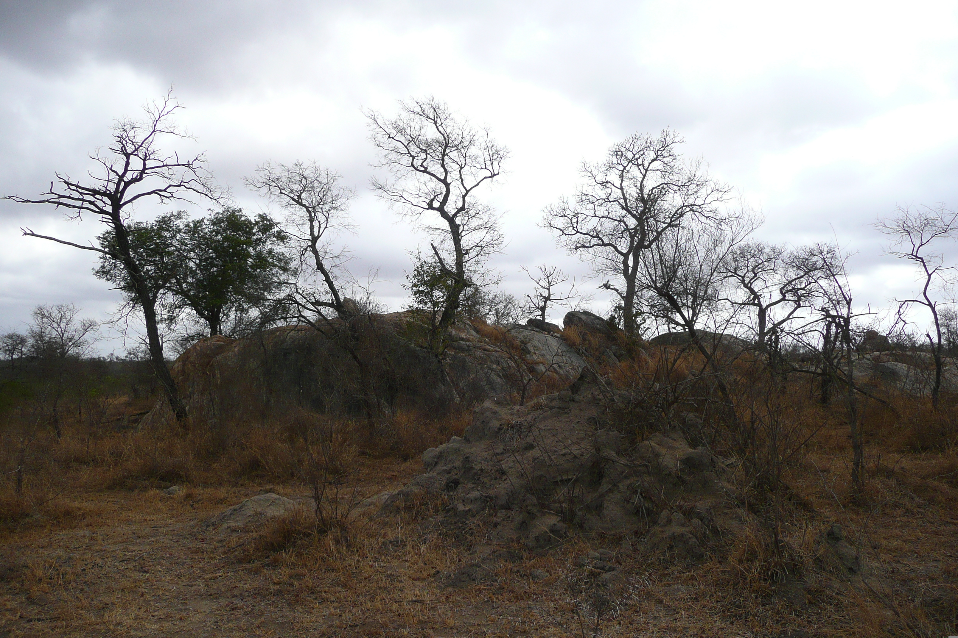 Picture South Africa Kruger National Park Crocodile River road 2008-09 6 - Around Crocodile River road