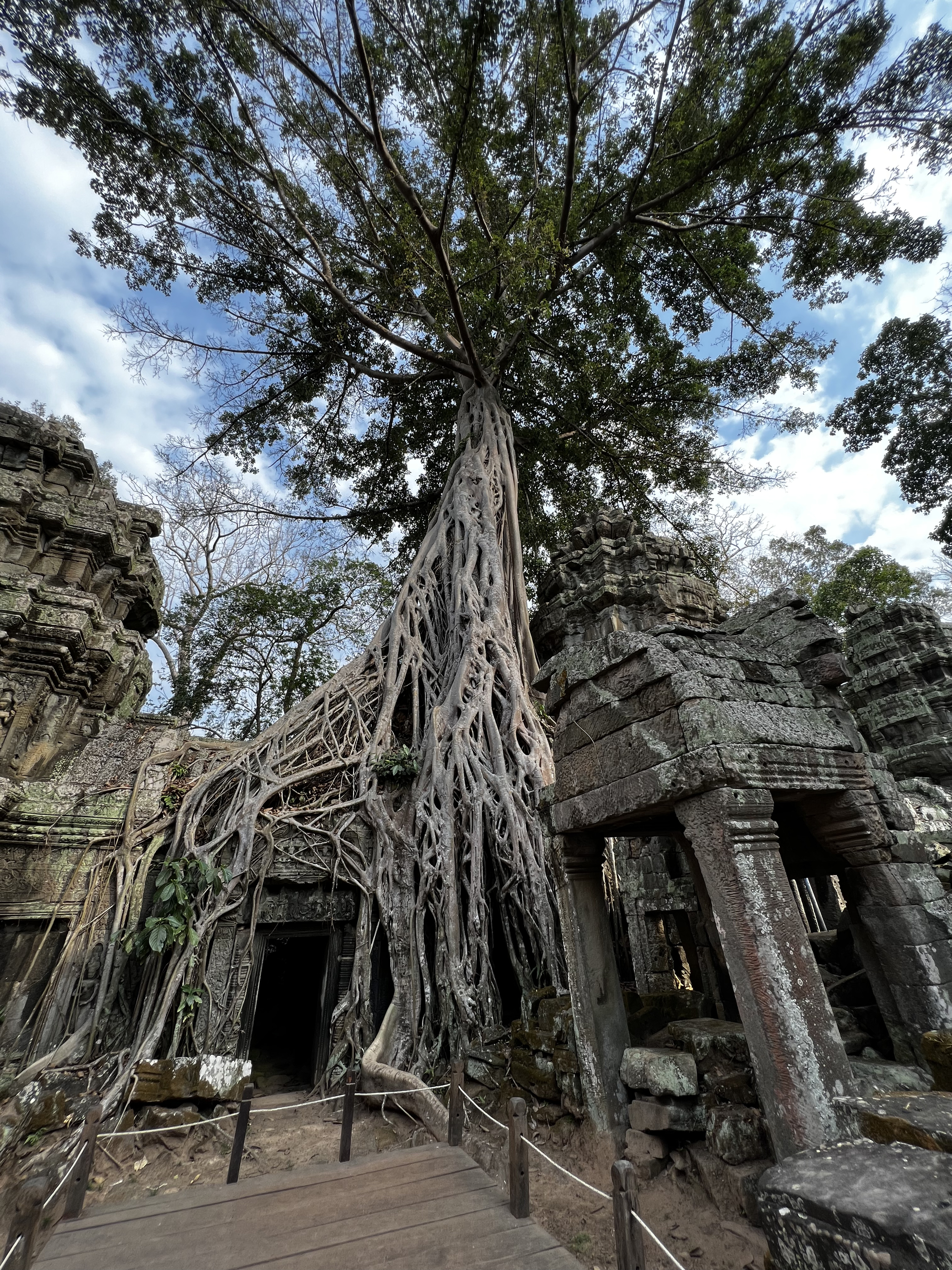 Picture Cambodia Siem Reap Ta Prohm 2023-01 11 - Tours Ta Prohm