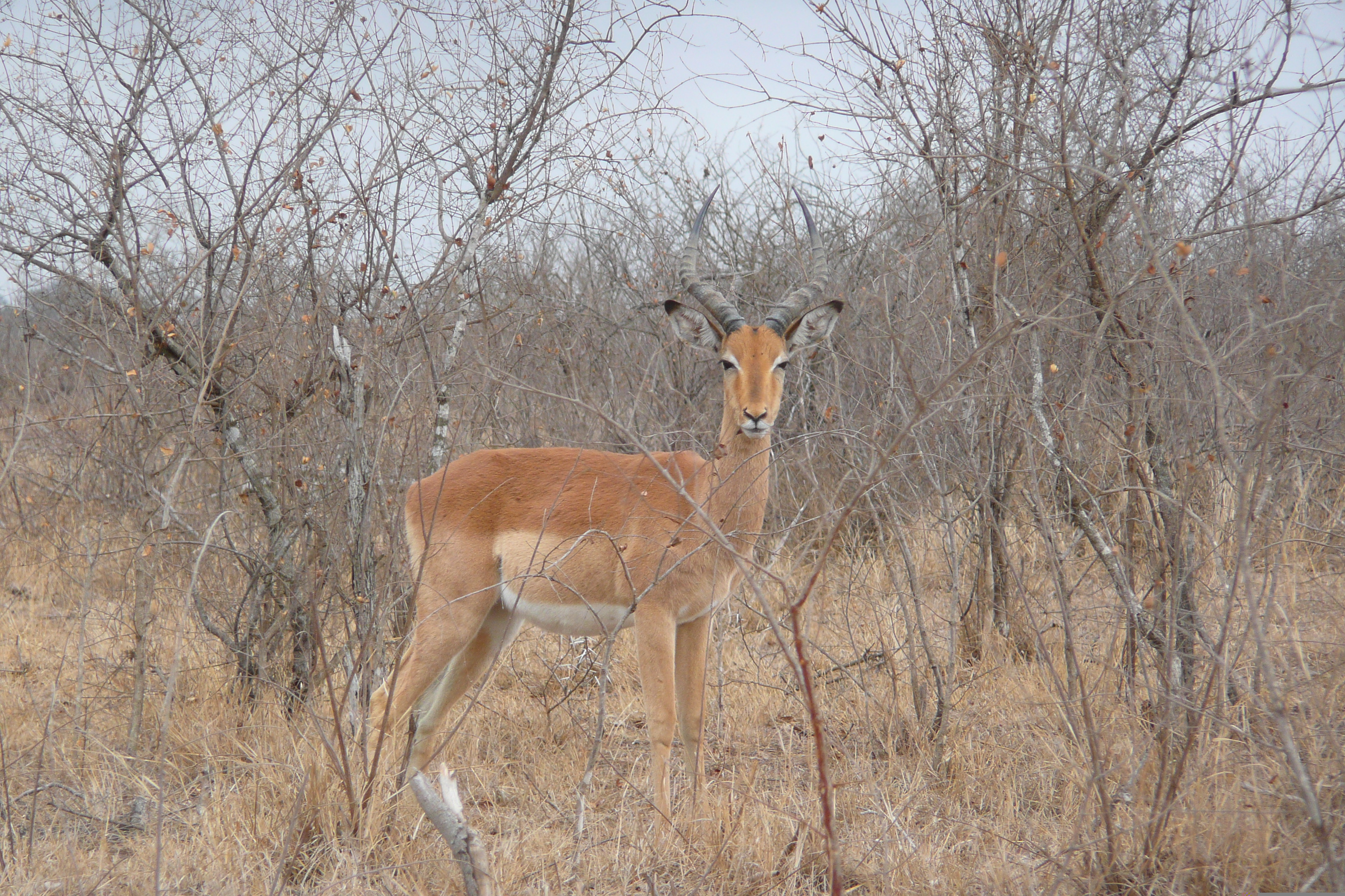 Picture South Africa Kruger National Park Crocodile River road 2008-09 5 - History Crocodile River road