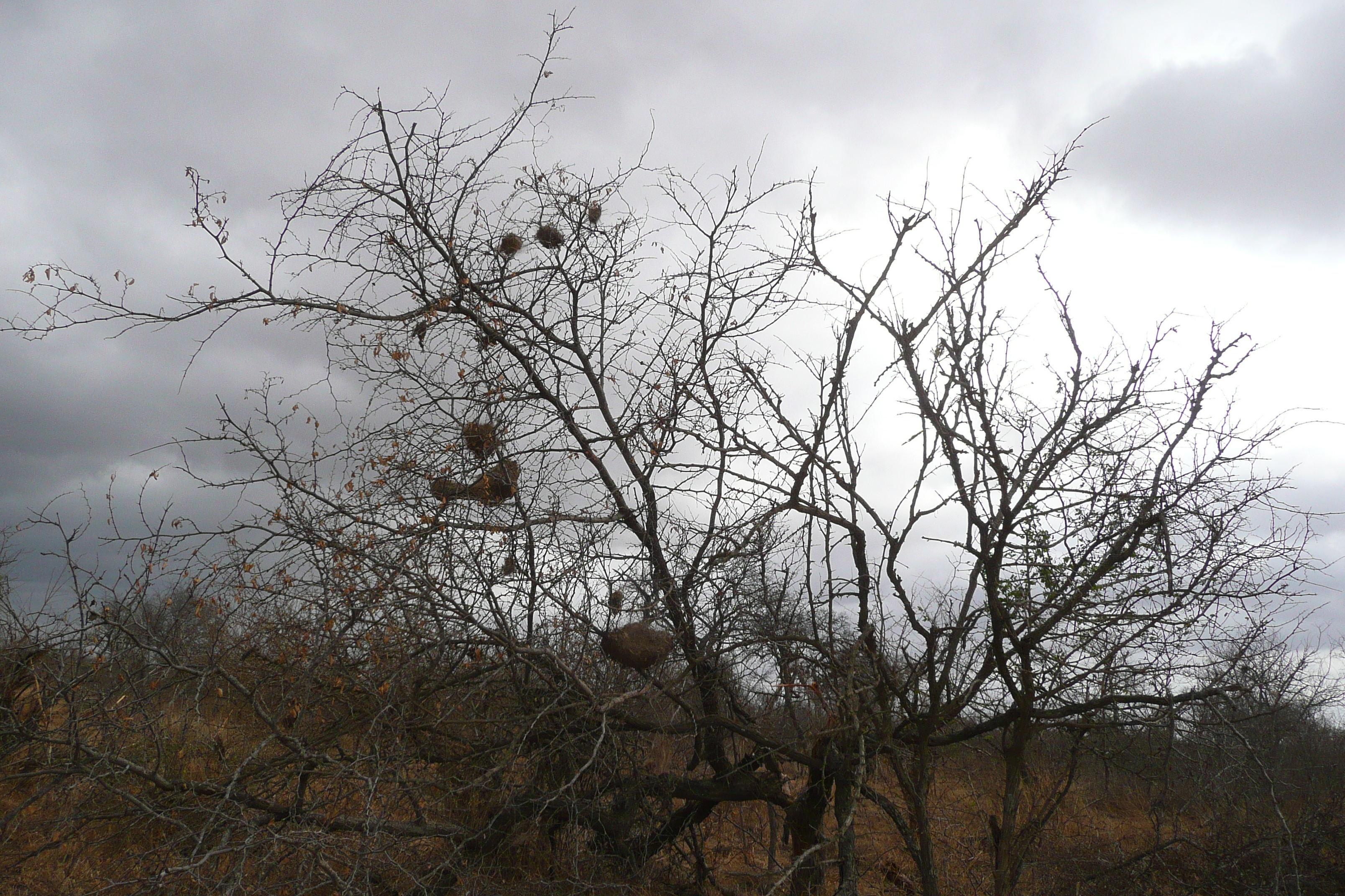 Picture South Africa Kruger National Park Crocodile River road 2008-09 12 - Tour Crocodile River road