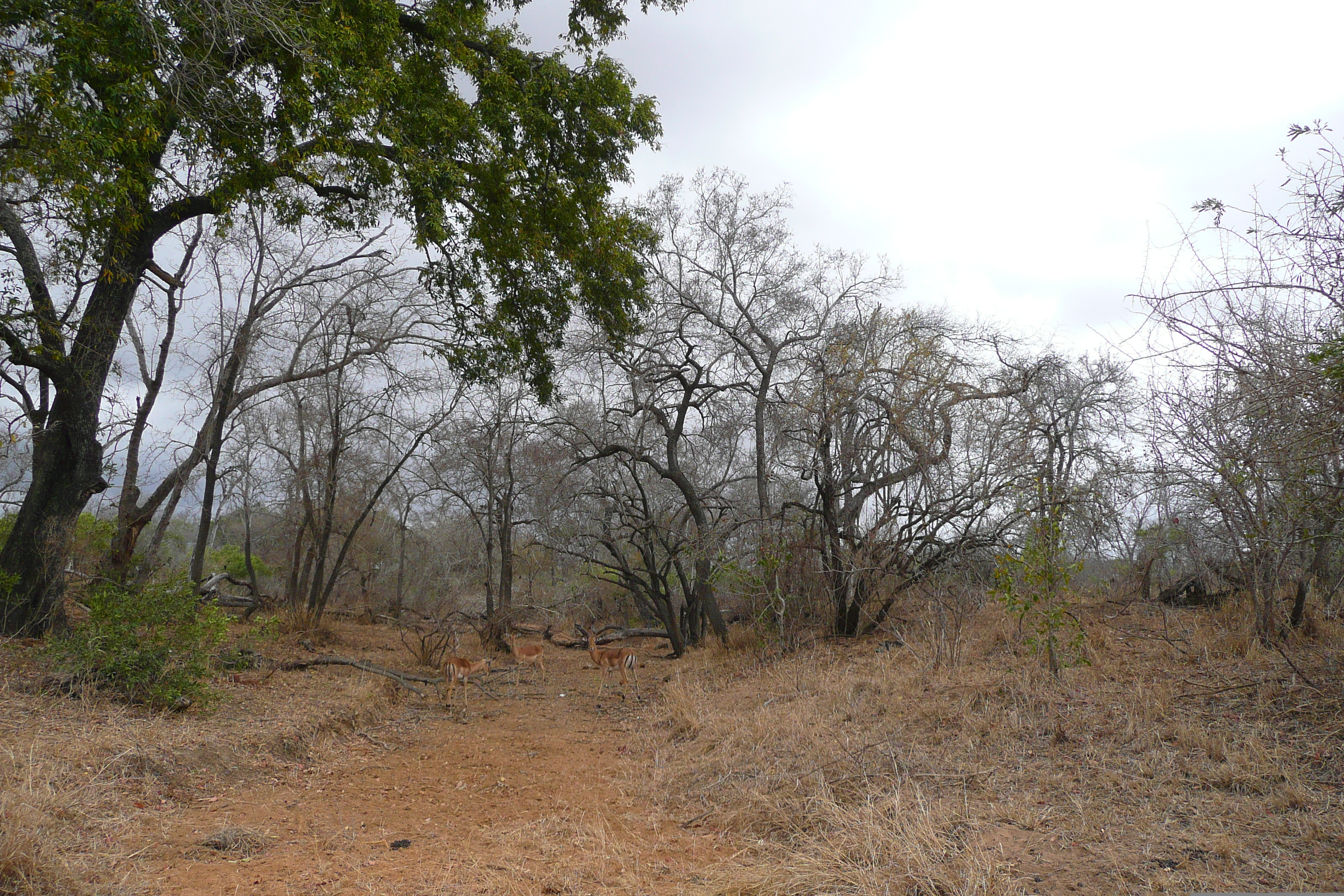 Picture South Africa Kruger National Park Crocodile River road 2008-09 18 - Center Crocodile River road